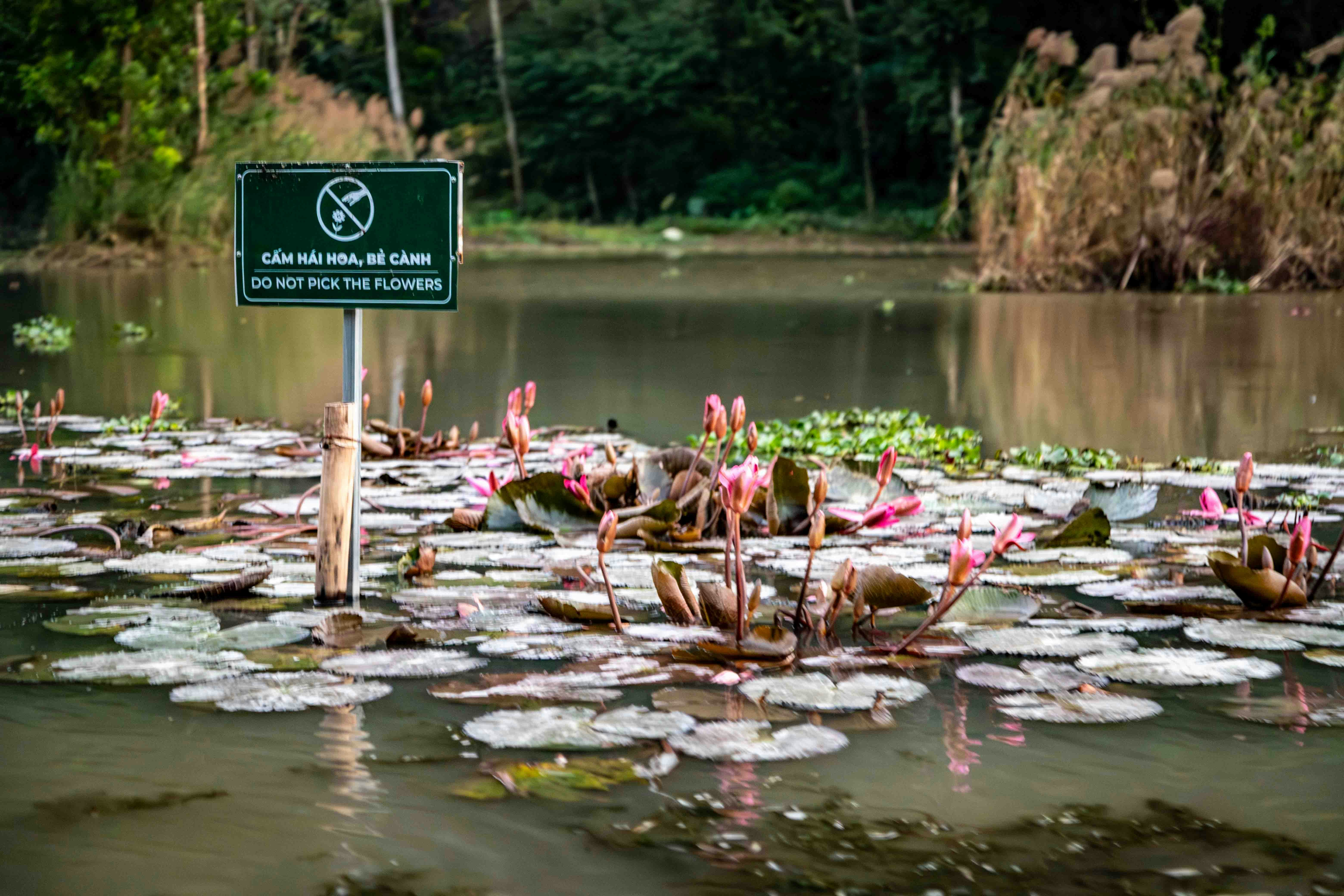 Pink water lilies bloom in a pond with a sign.