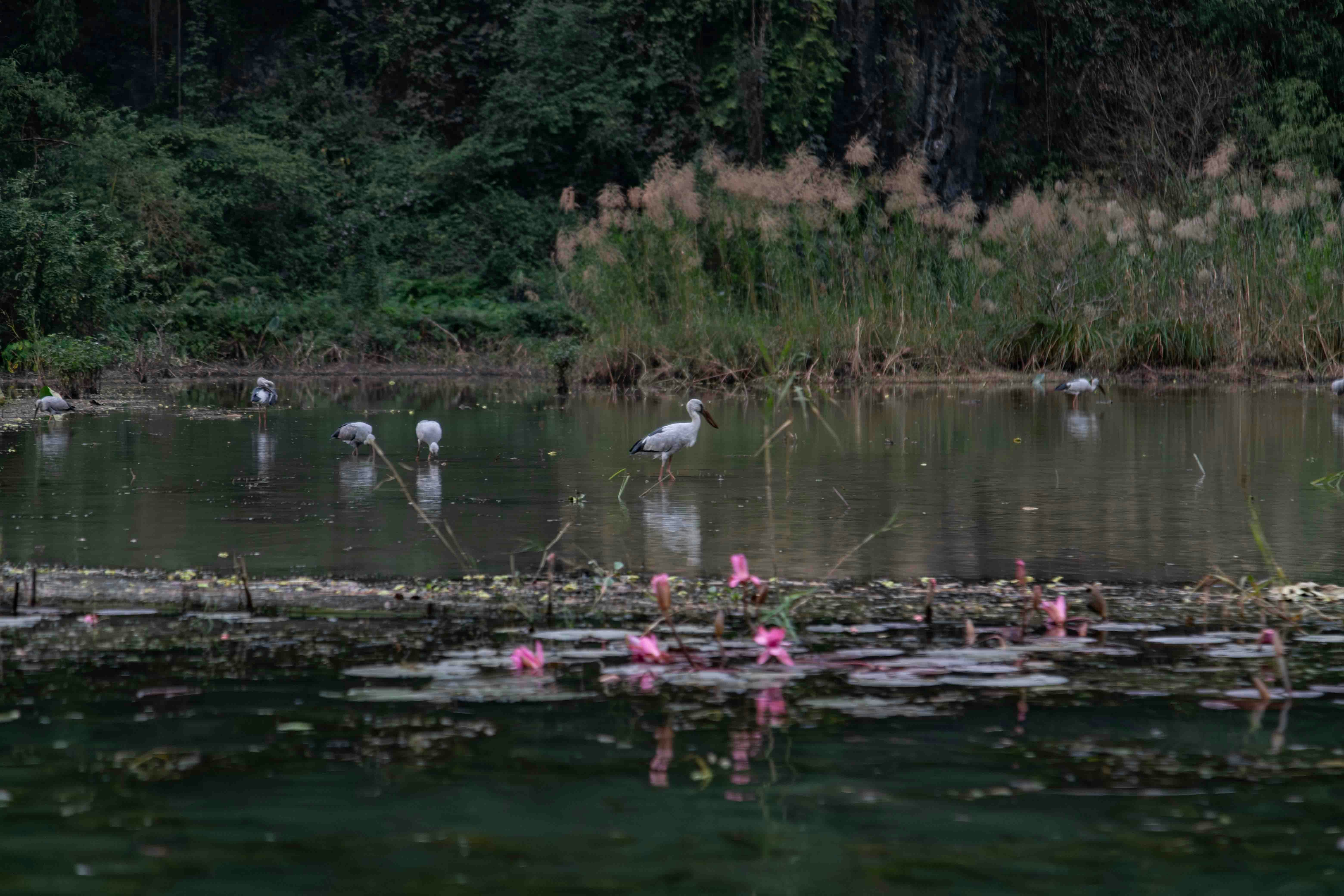 White birds wading in a shallow pond with water lilies.