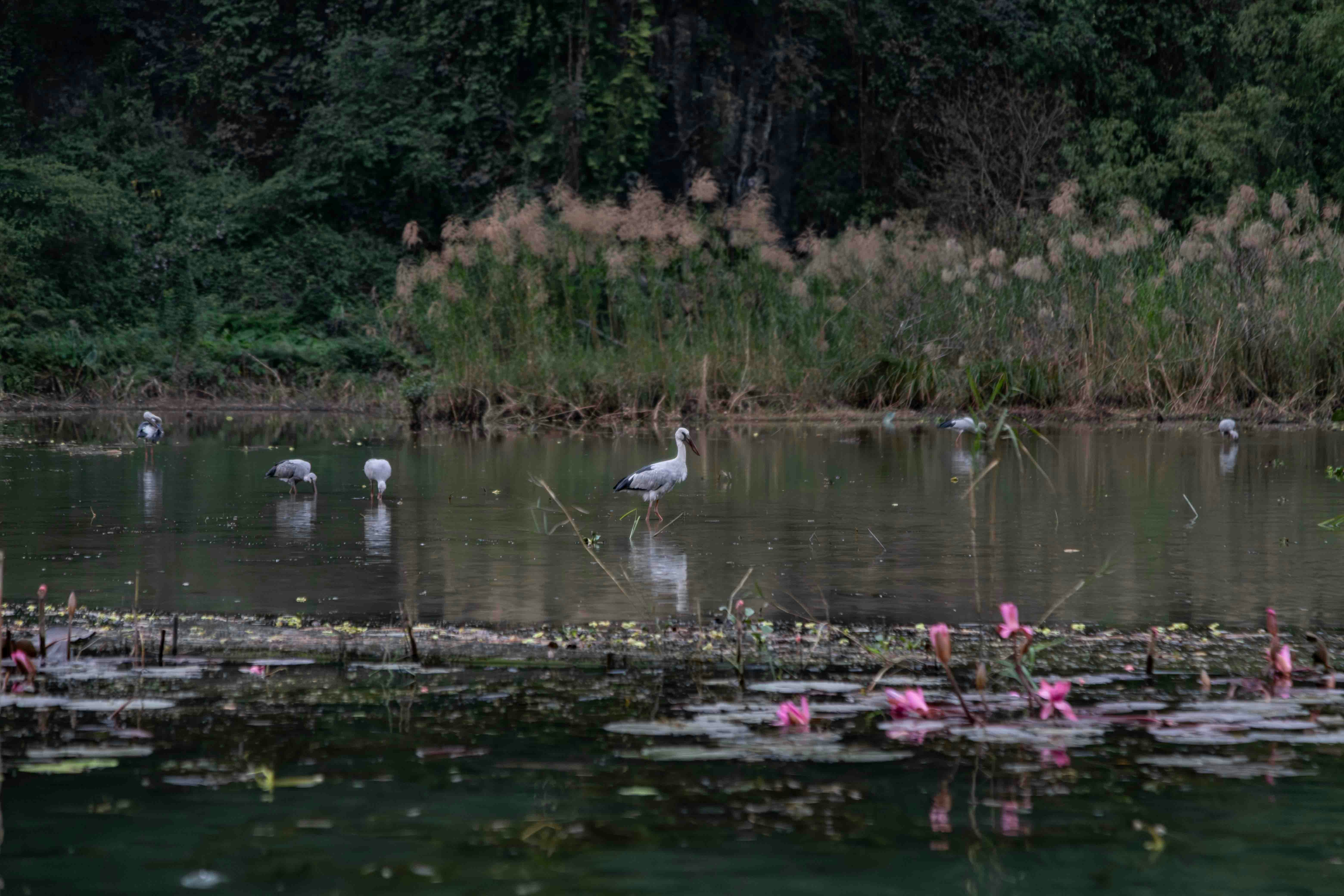 Birds wading in a tranquil pond with water lilies.