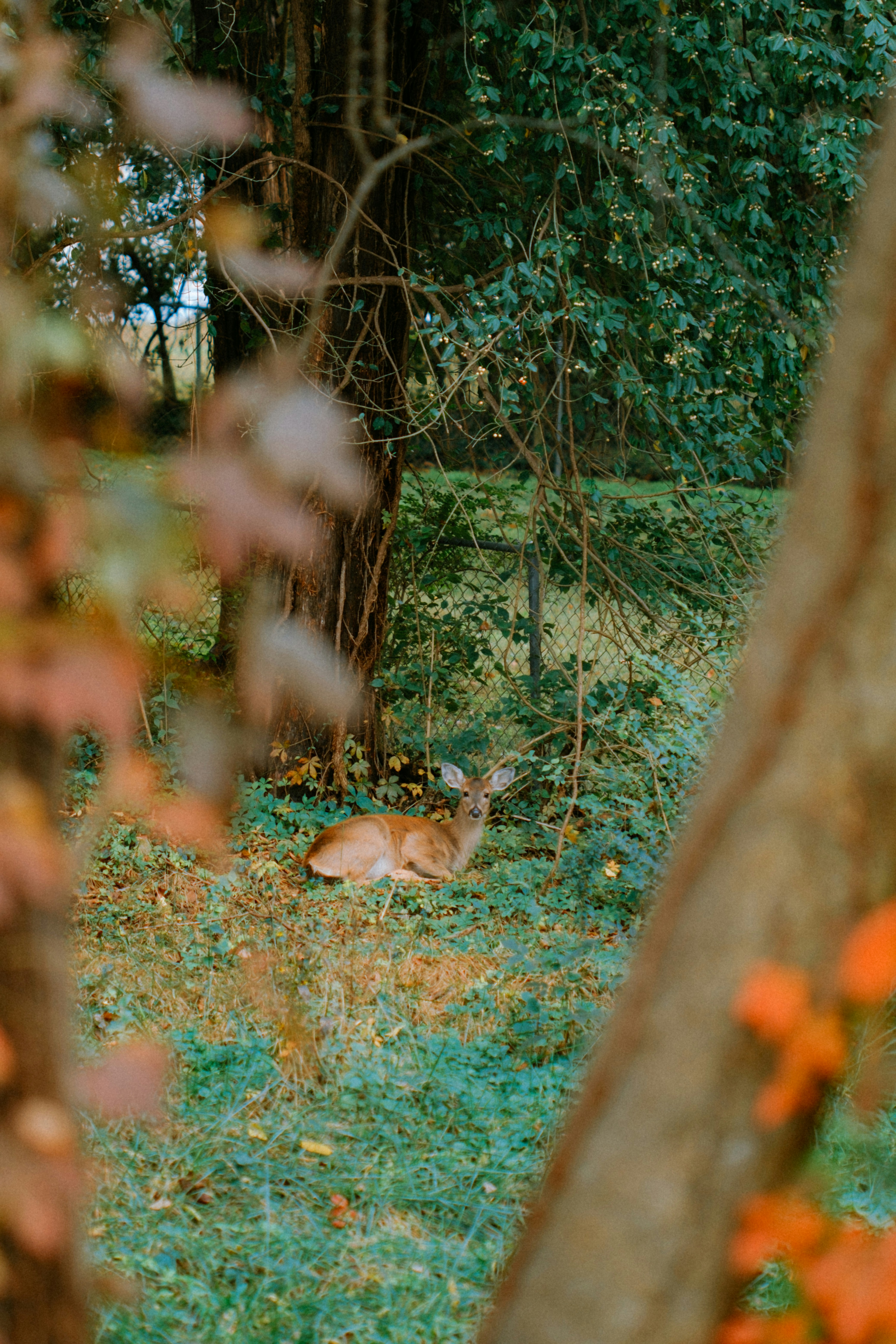 Photo by marsupialpudding