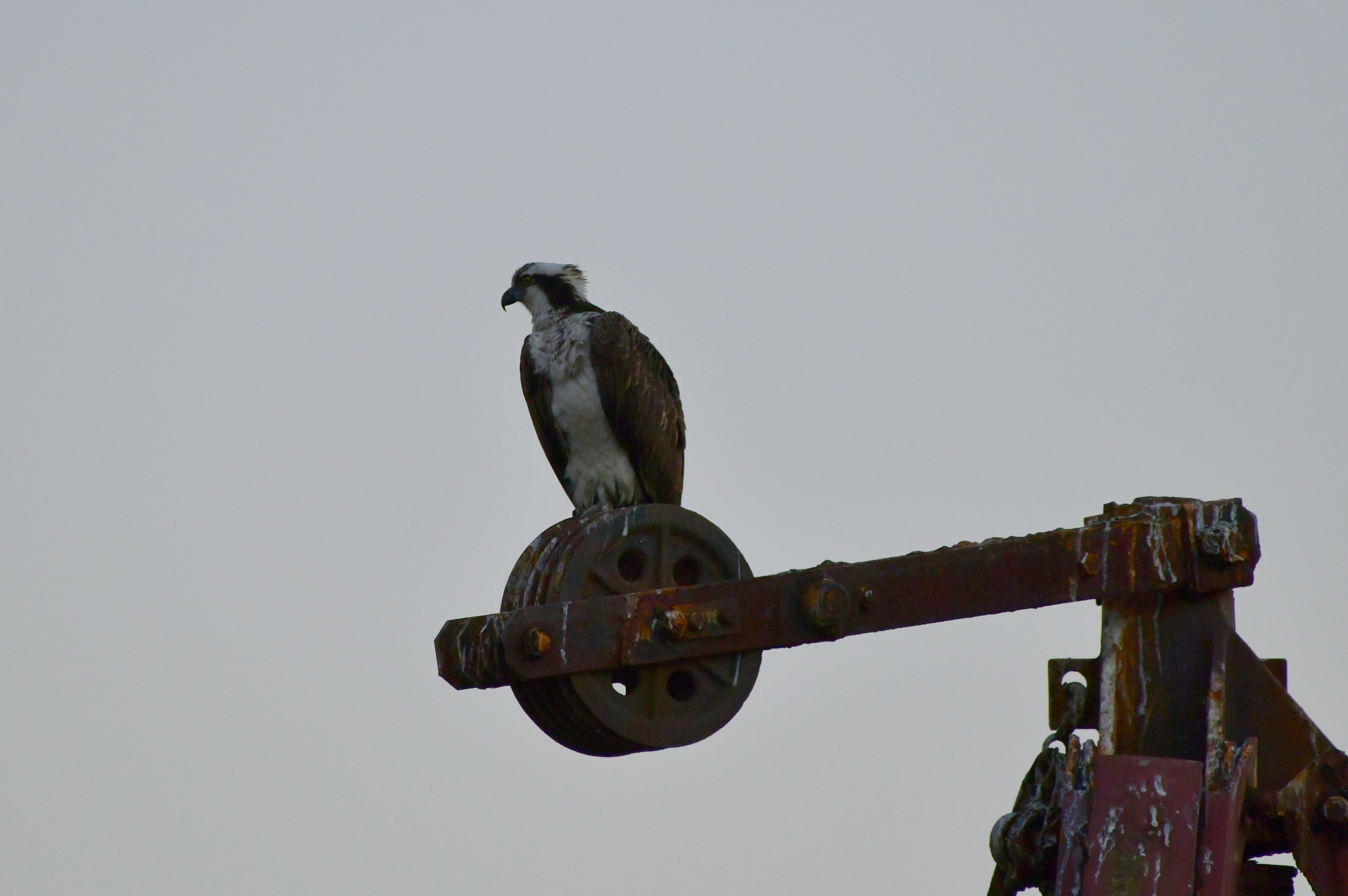 An osprey perched on a rusty metal structure.
