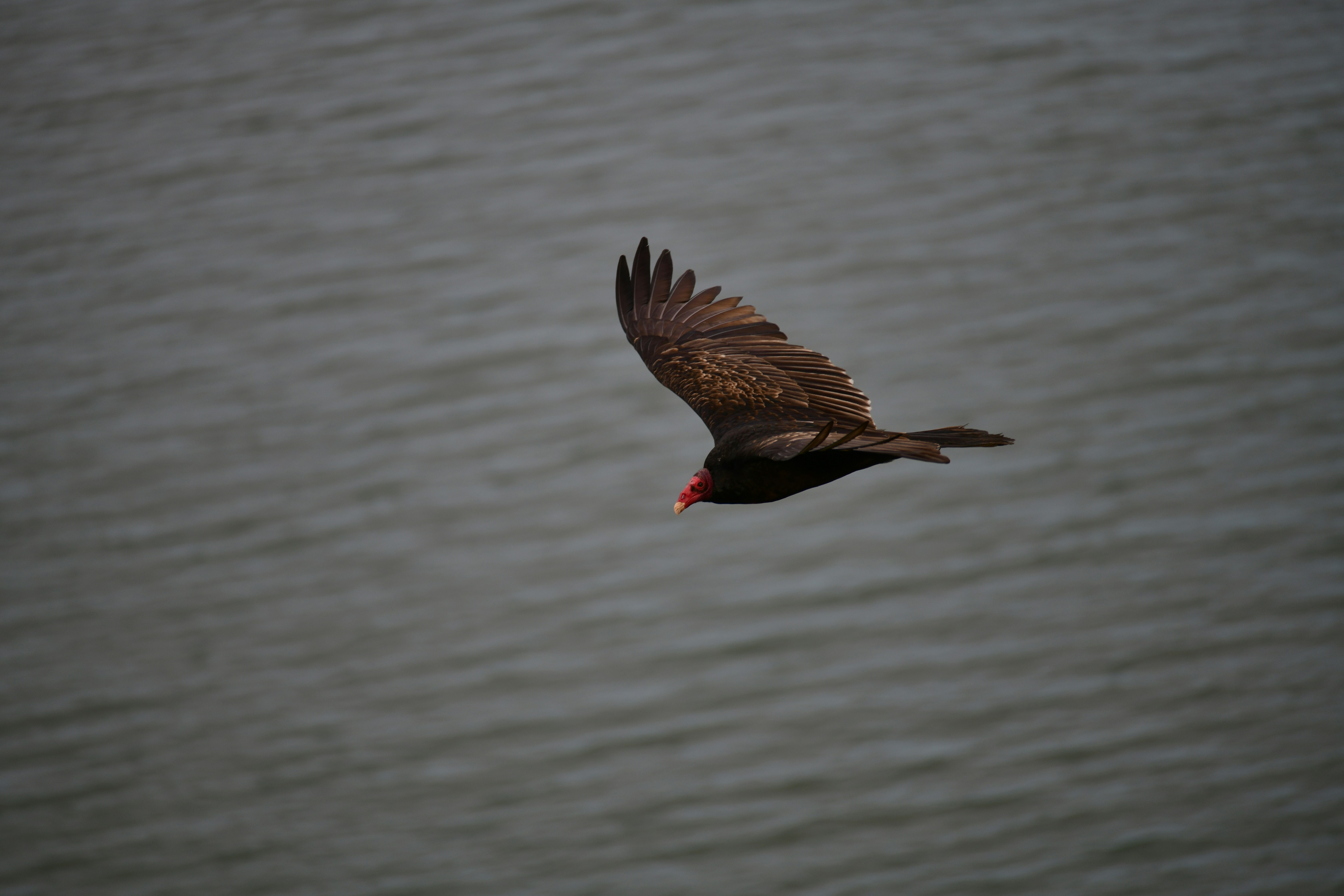 A bird with dark feathers flies over water.