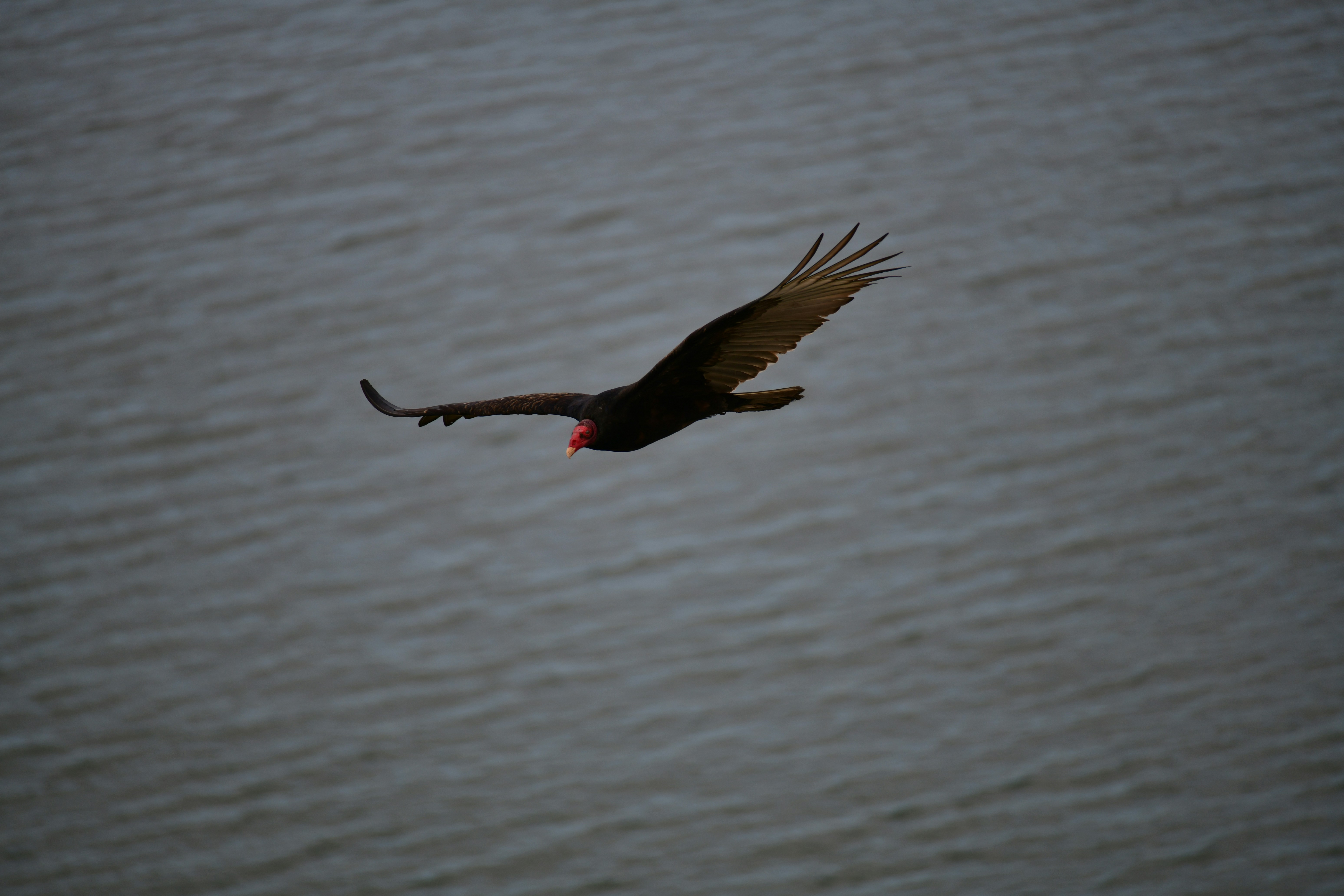 A turkey vulture flying over dark water