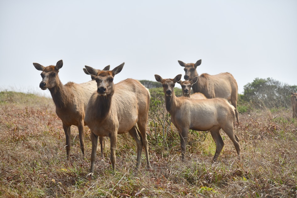 Bull elk bugling in misty mountain meadow during fall rut