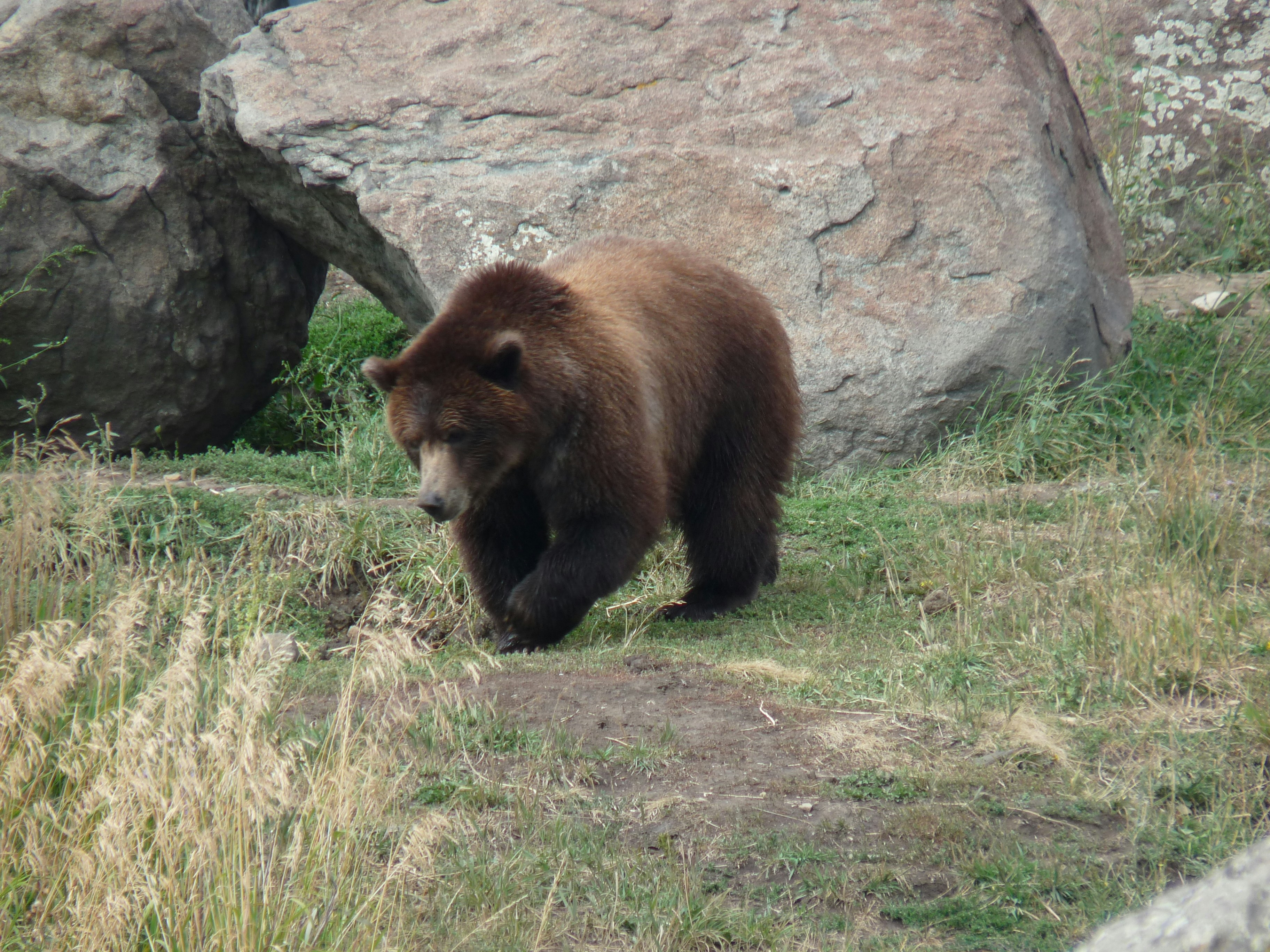 A brown bear walks through grassy terrain near rocks