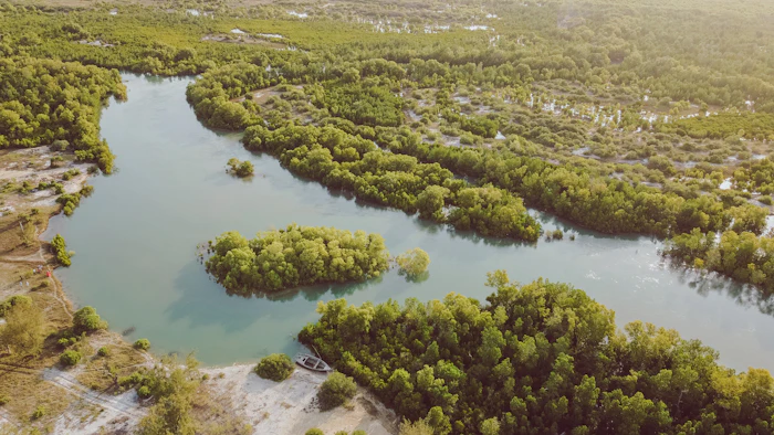 A river winding through a green mangrove forest