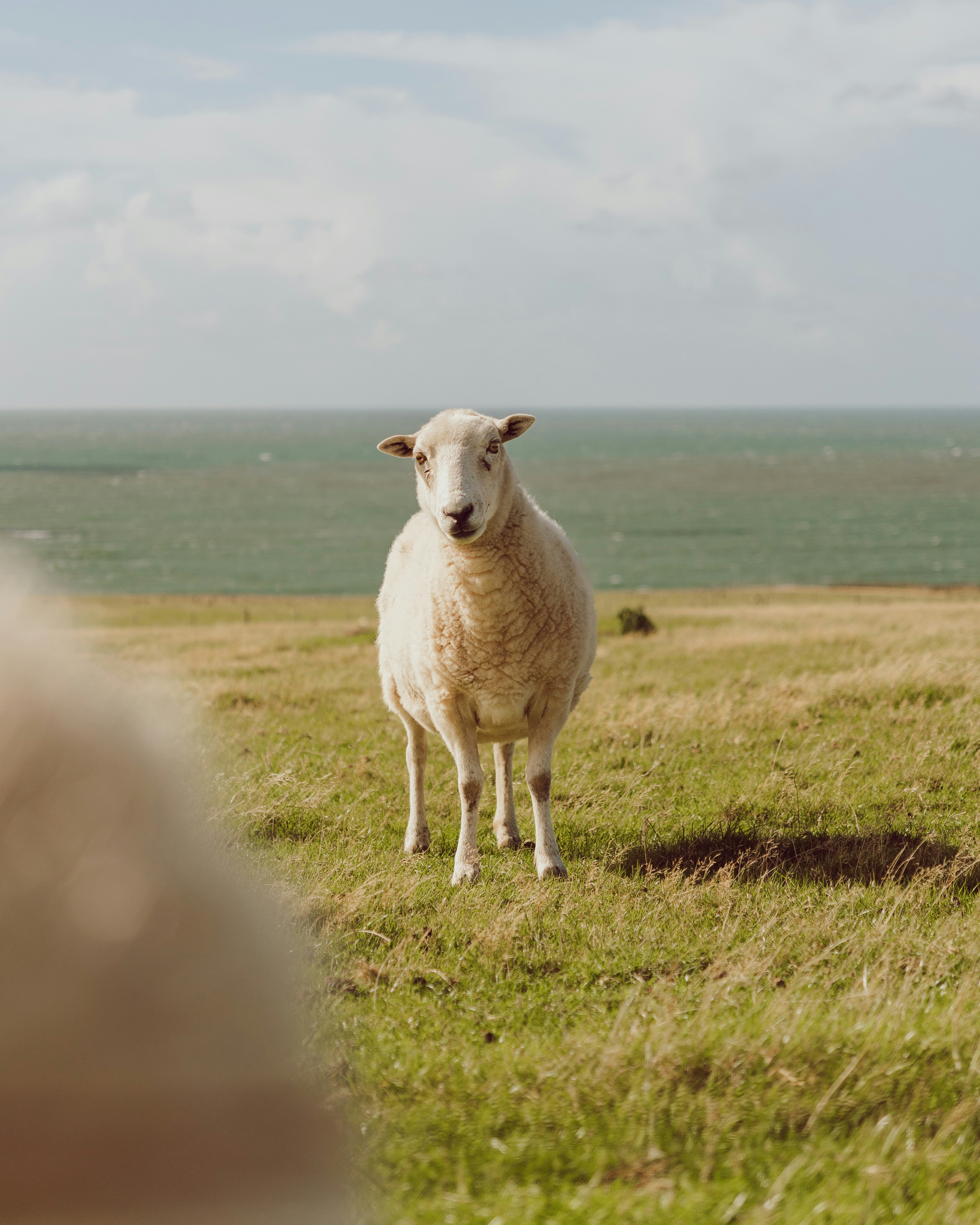 海辺の草原に羊が立っている。