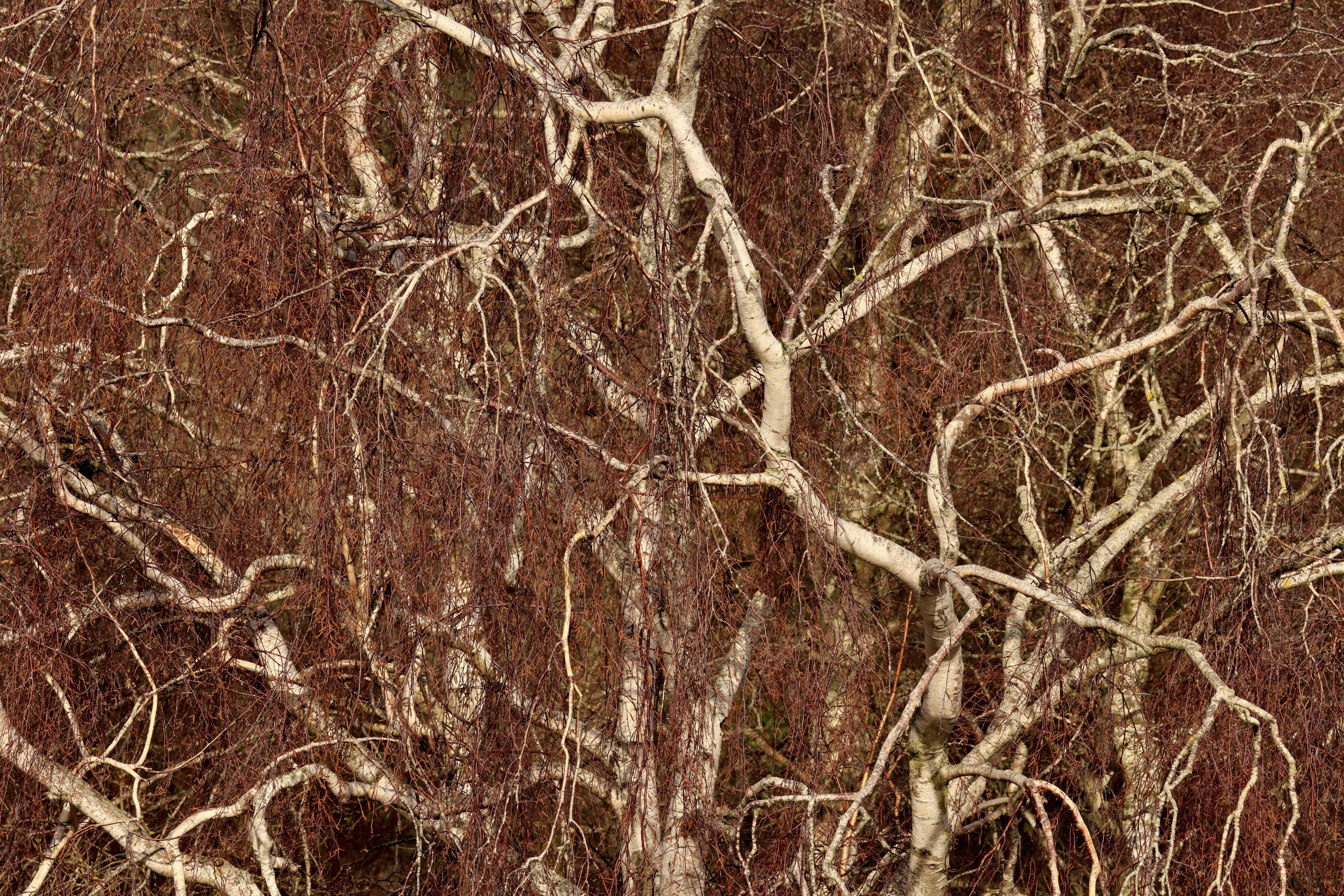 Ramas desnudas de un árbol sobre un fondo rojizo.