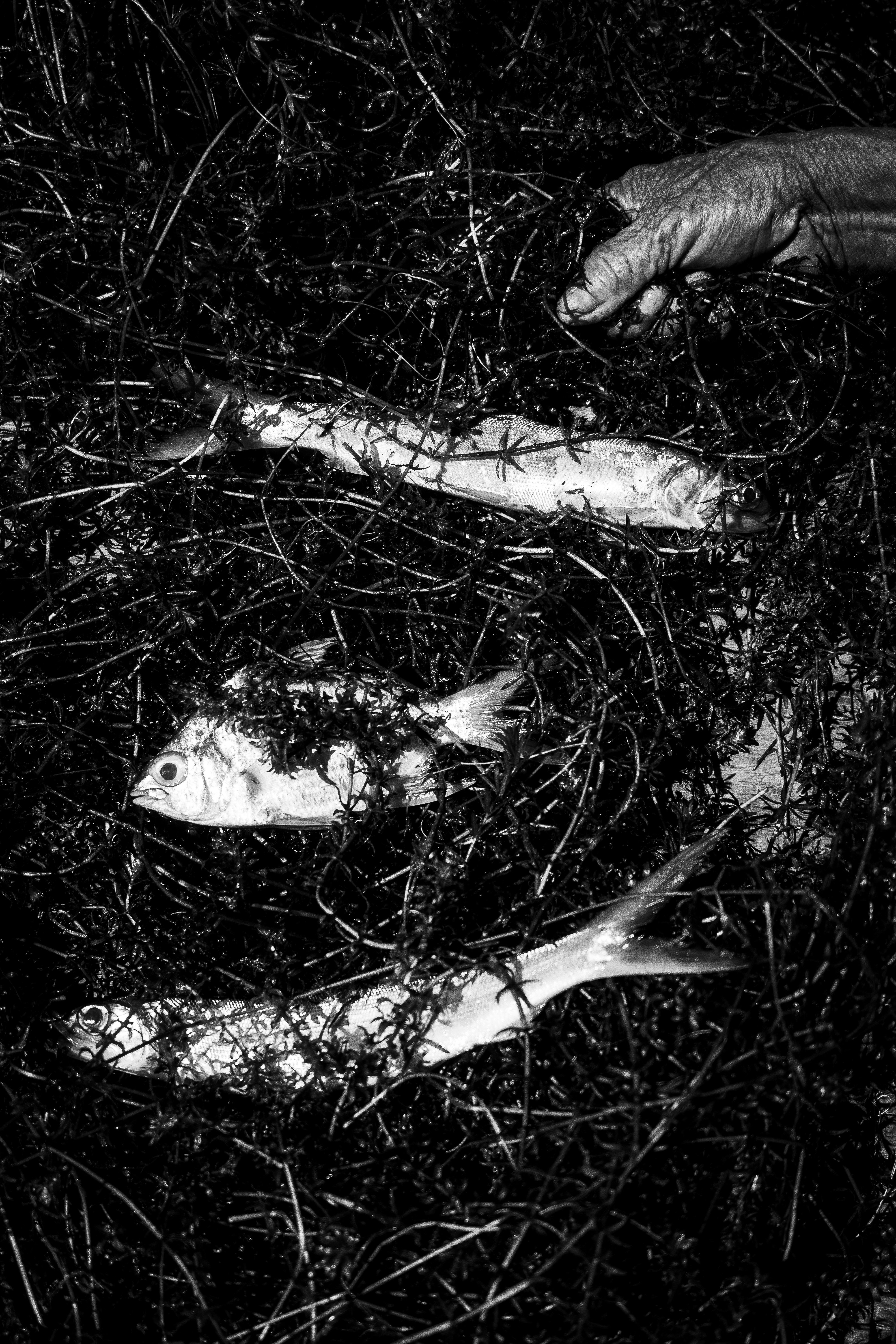 A hand places three dead fish among dense foliage.