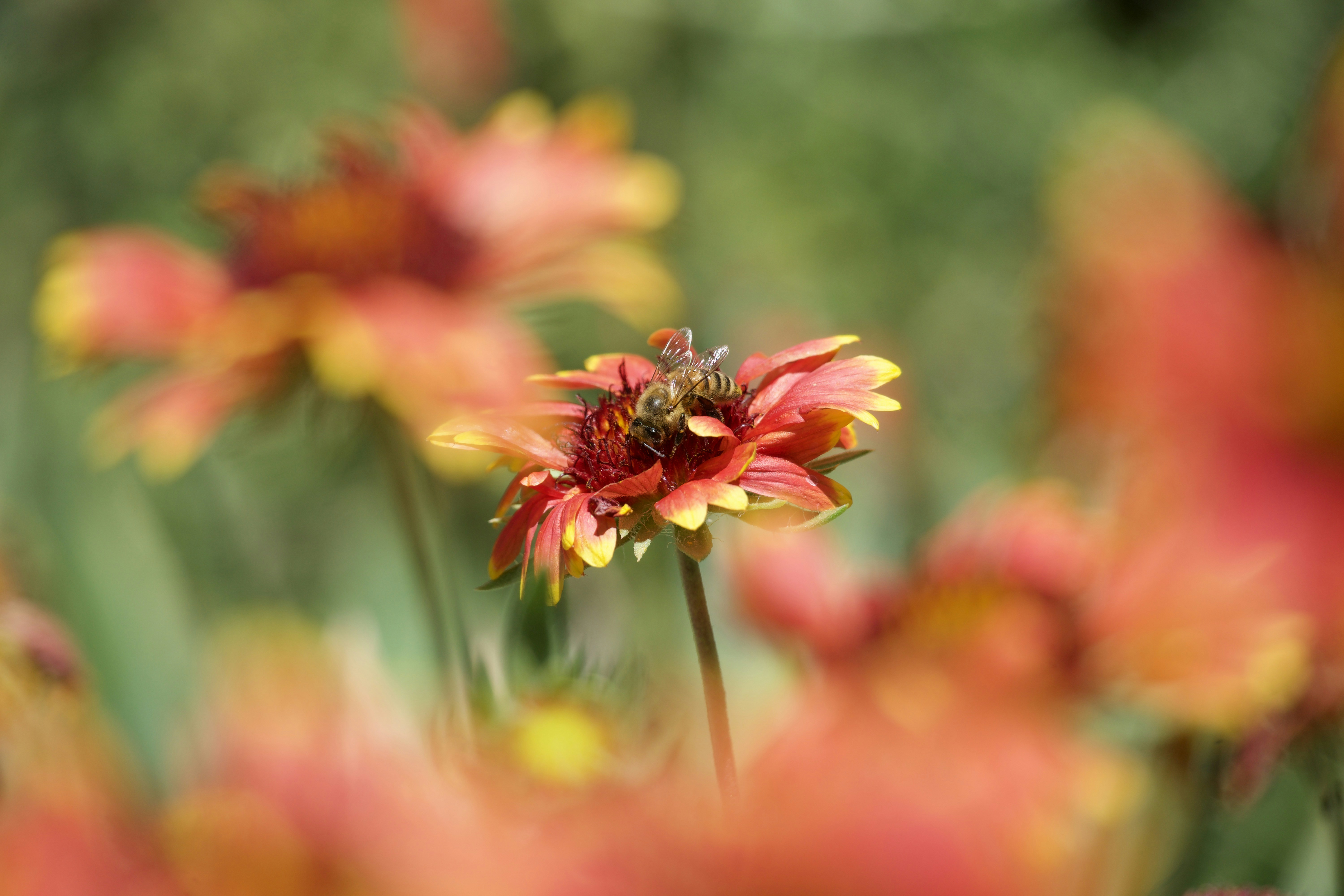 Photo by ronnisharpe