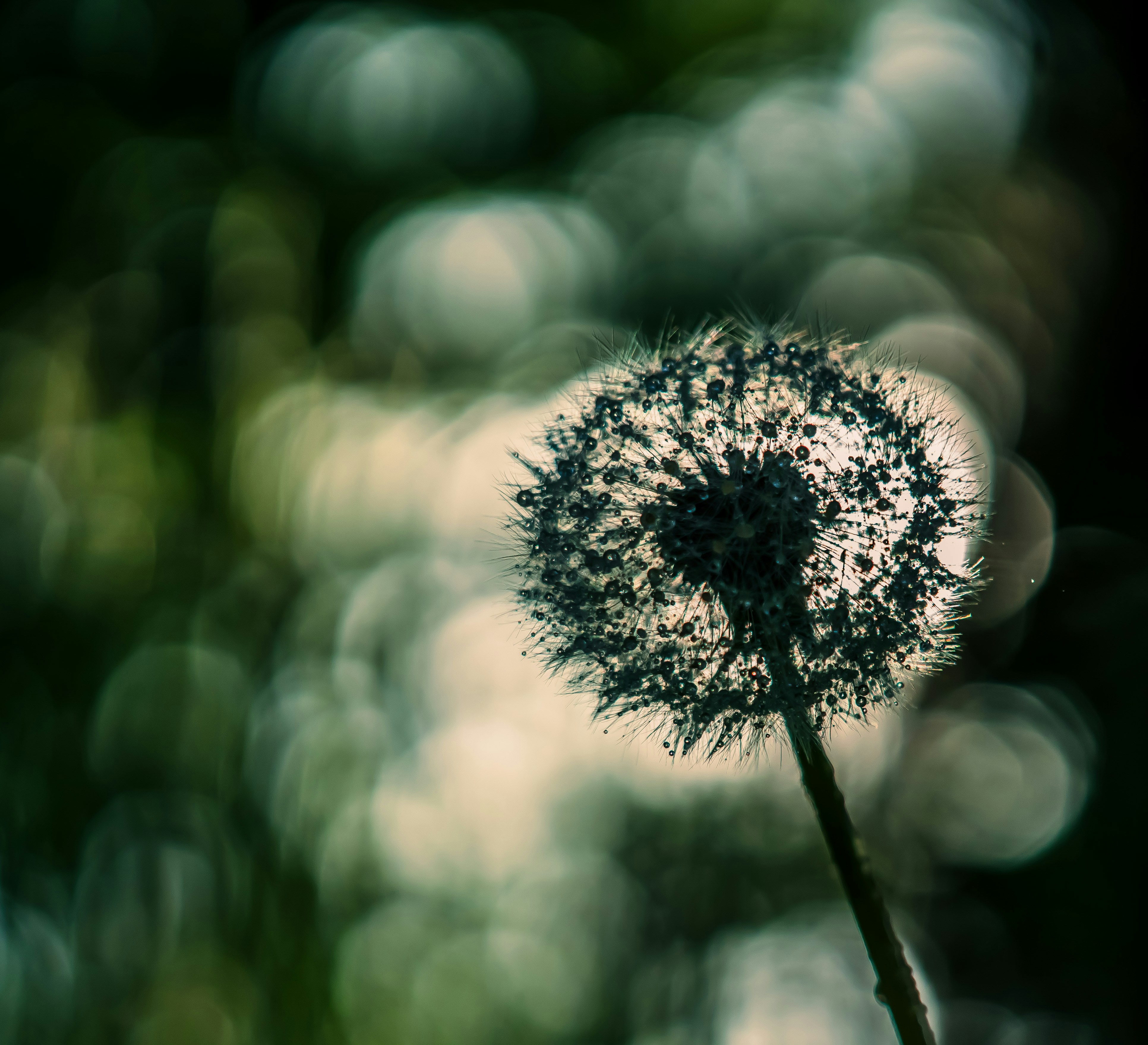 Photo by carolgauthier