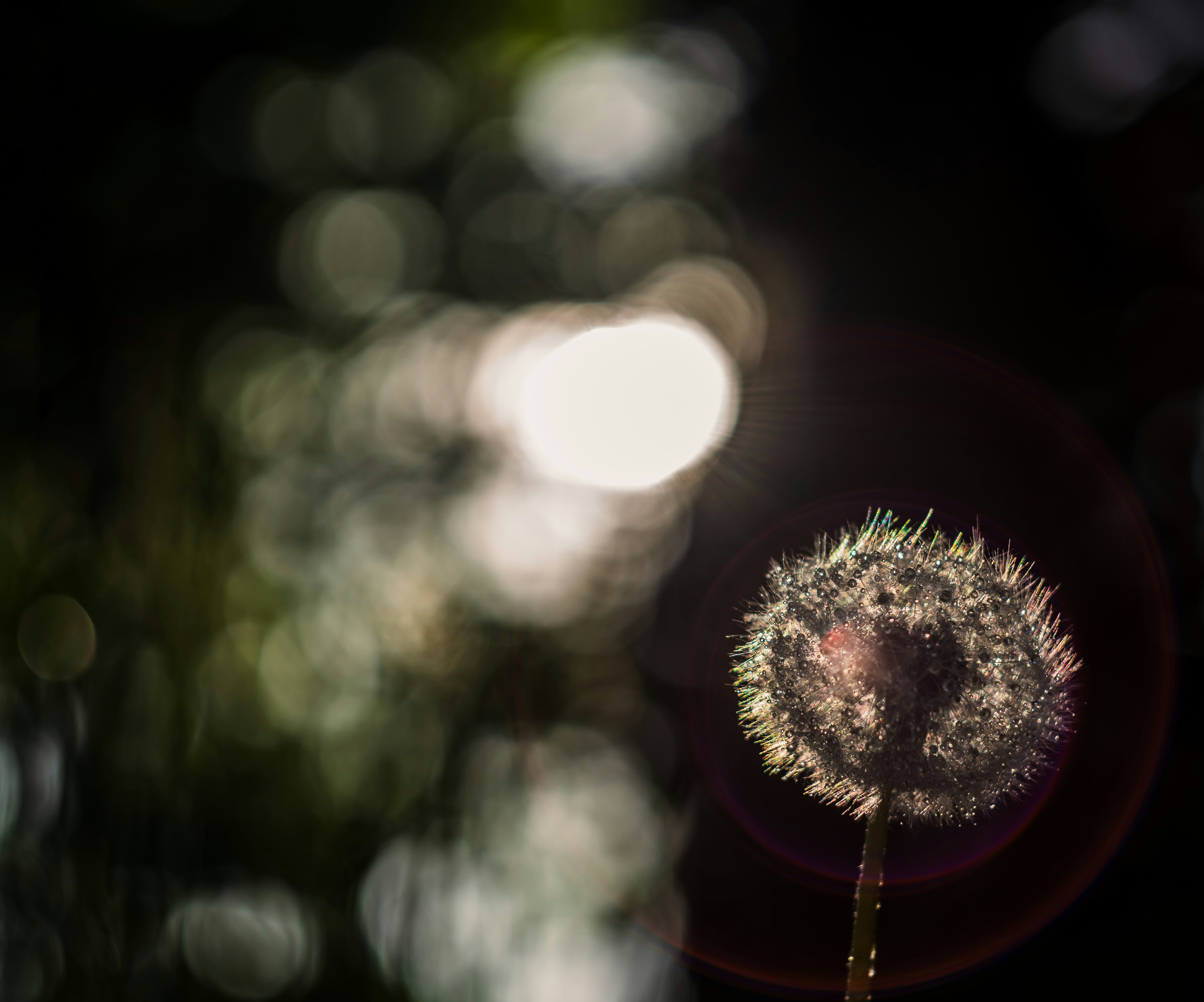 A dandelion seed head illuminated by sunlight