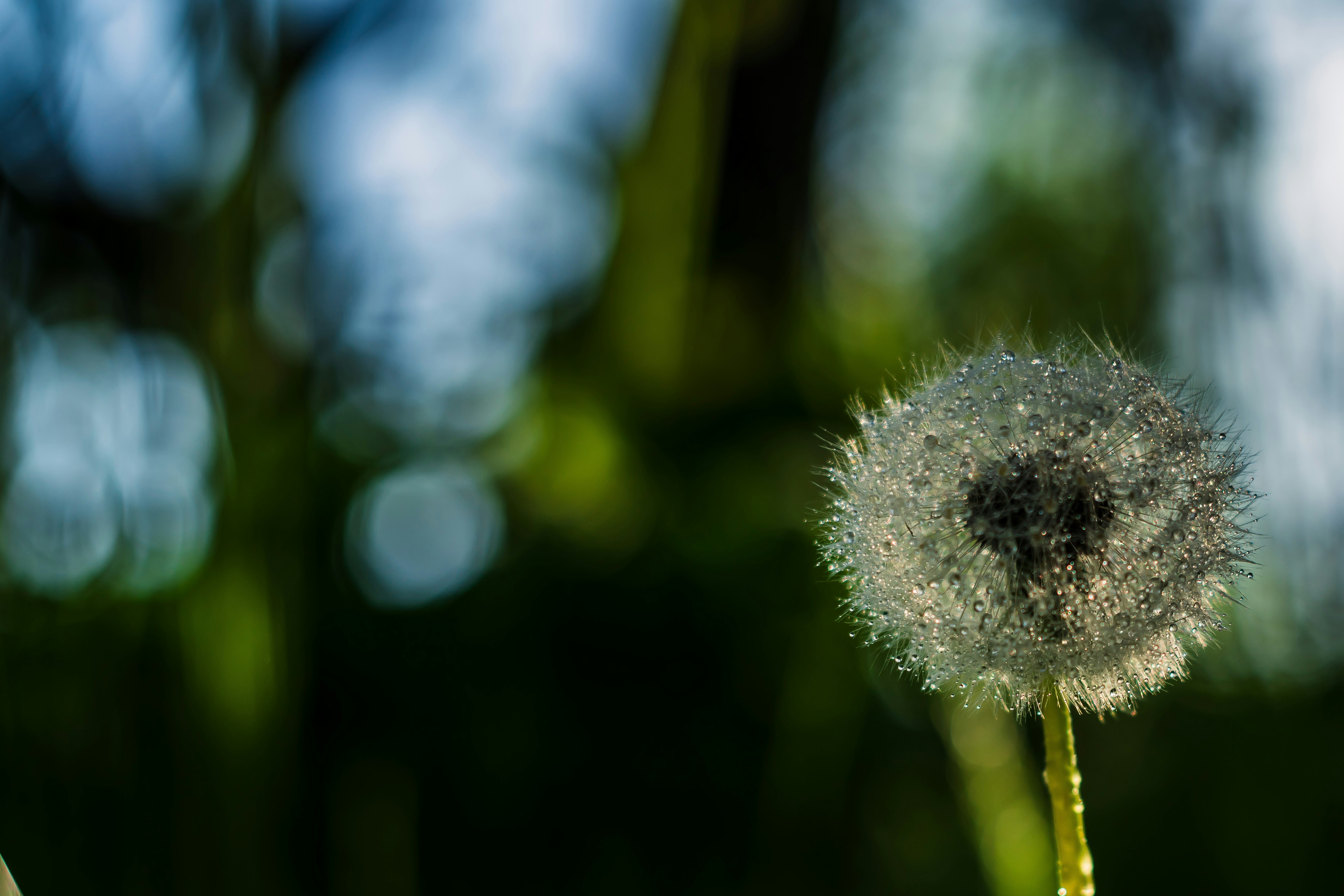 A close-up of a dandelion seed head with water droplets.