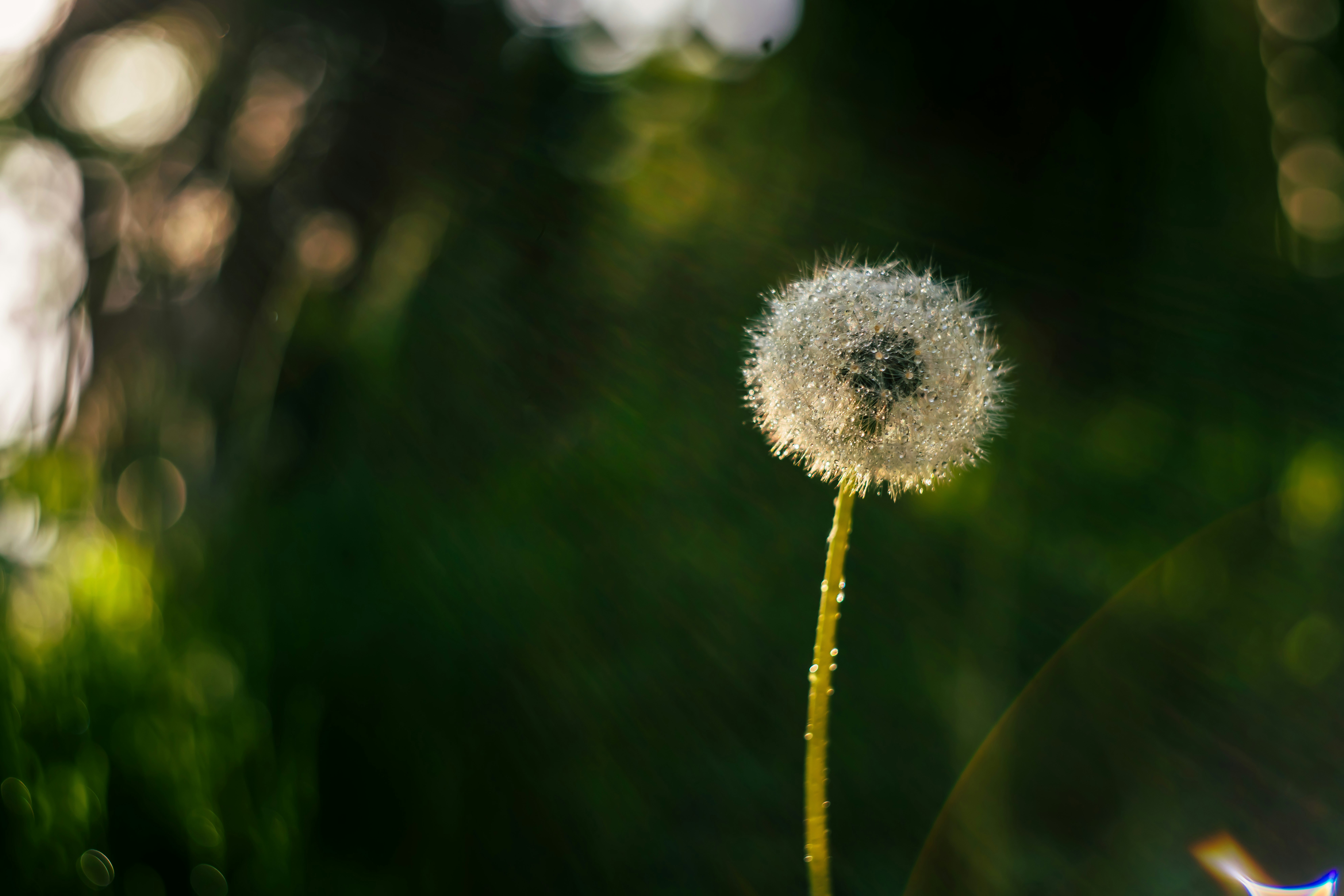 A dew-covered dandelion stands tall in soft light.