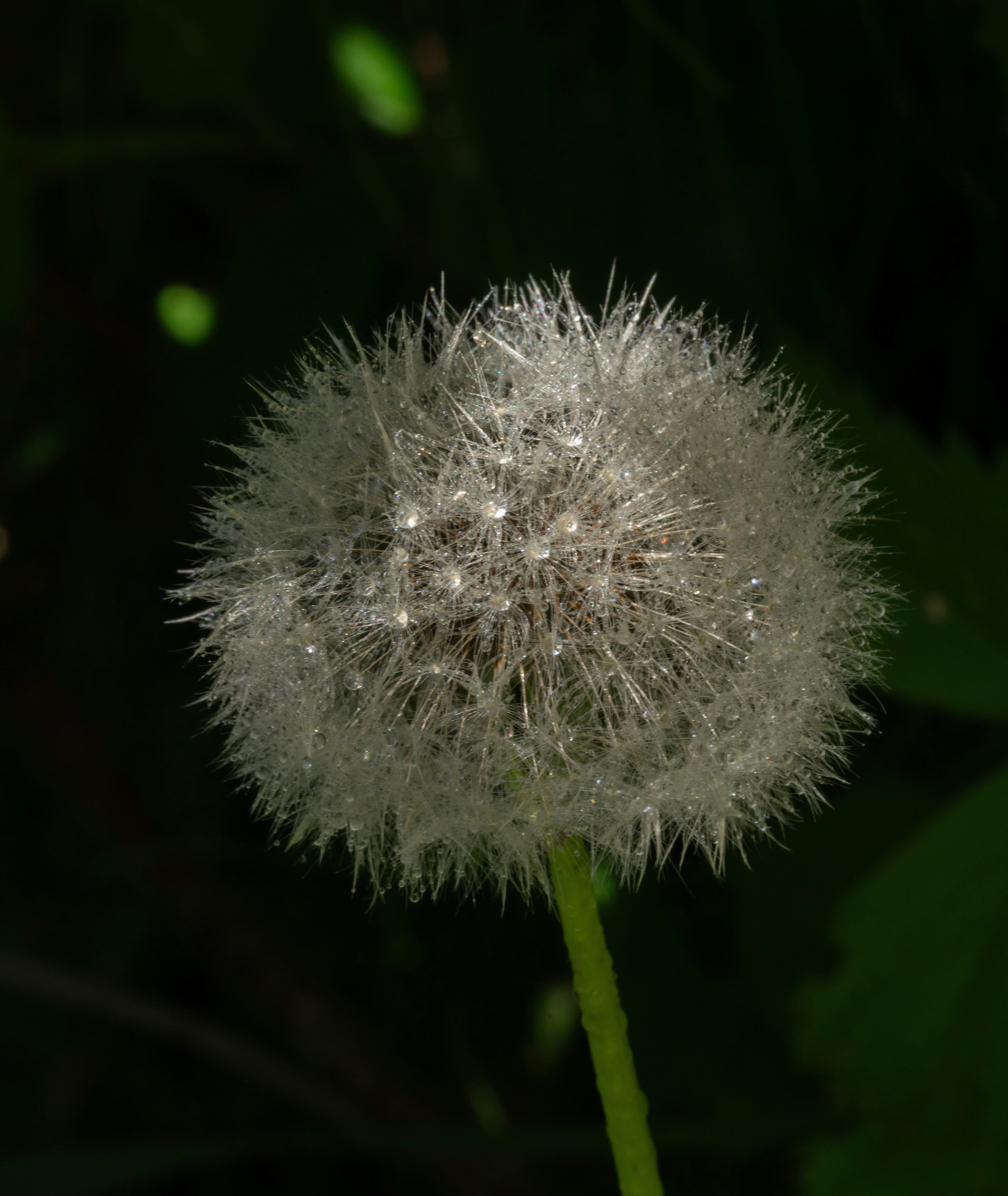 Photo by carolgauthier