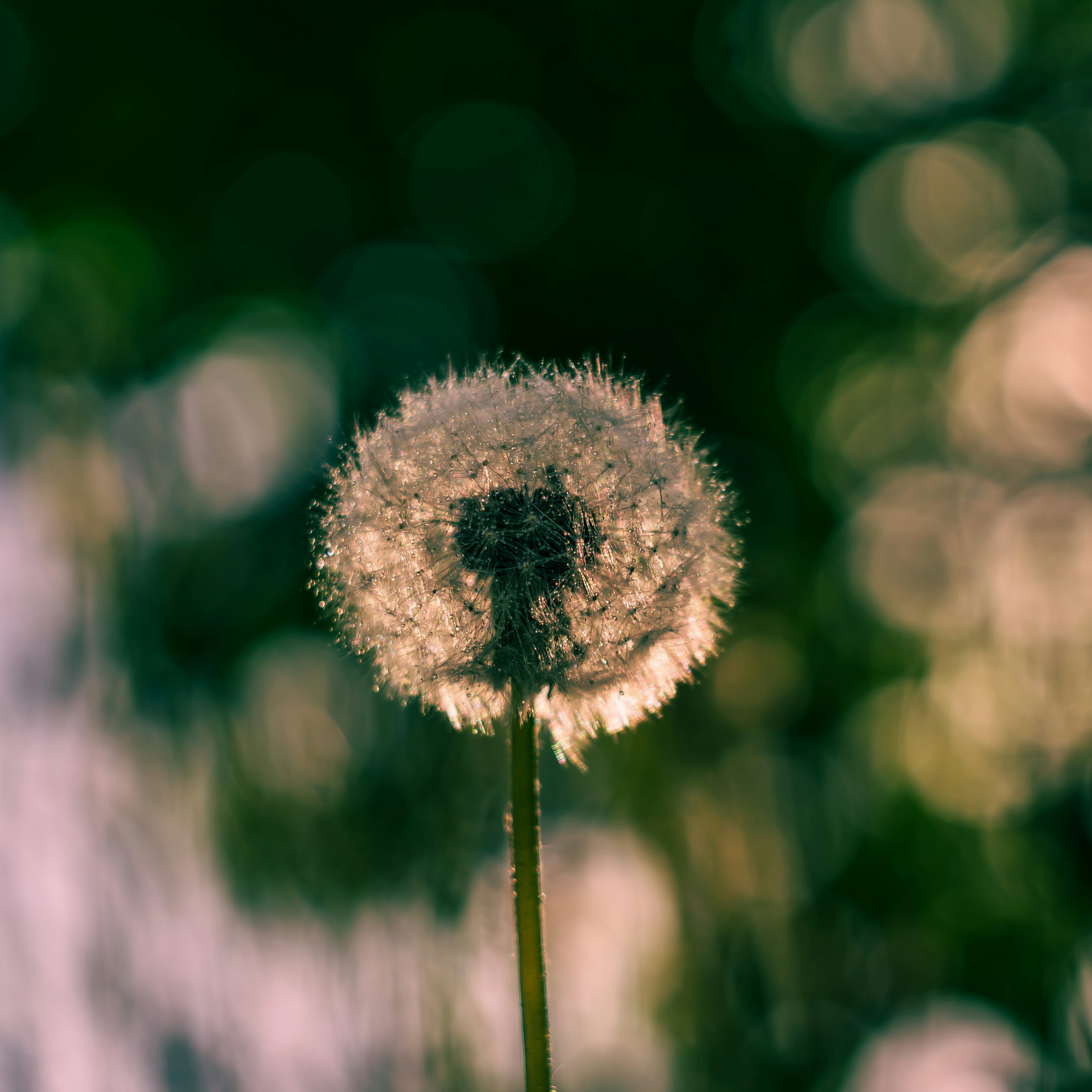 Photo by carolgauthier