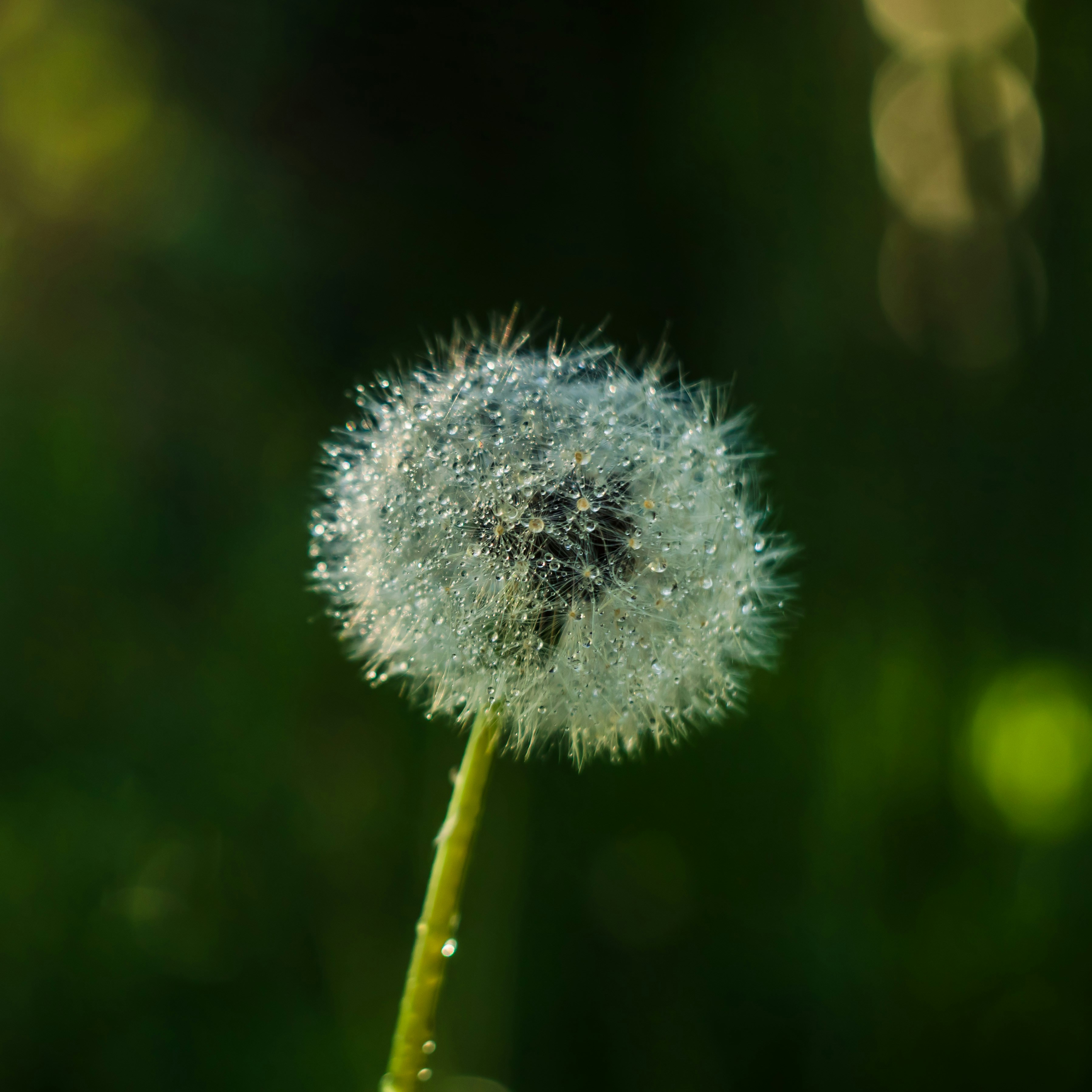 Photo by carolgauthier