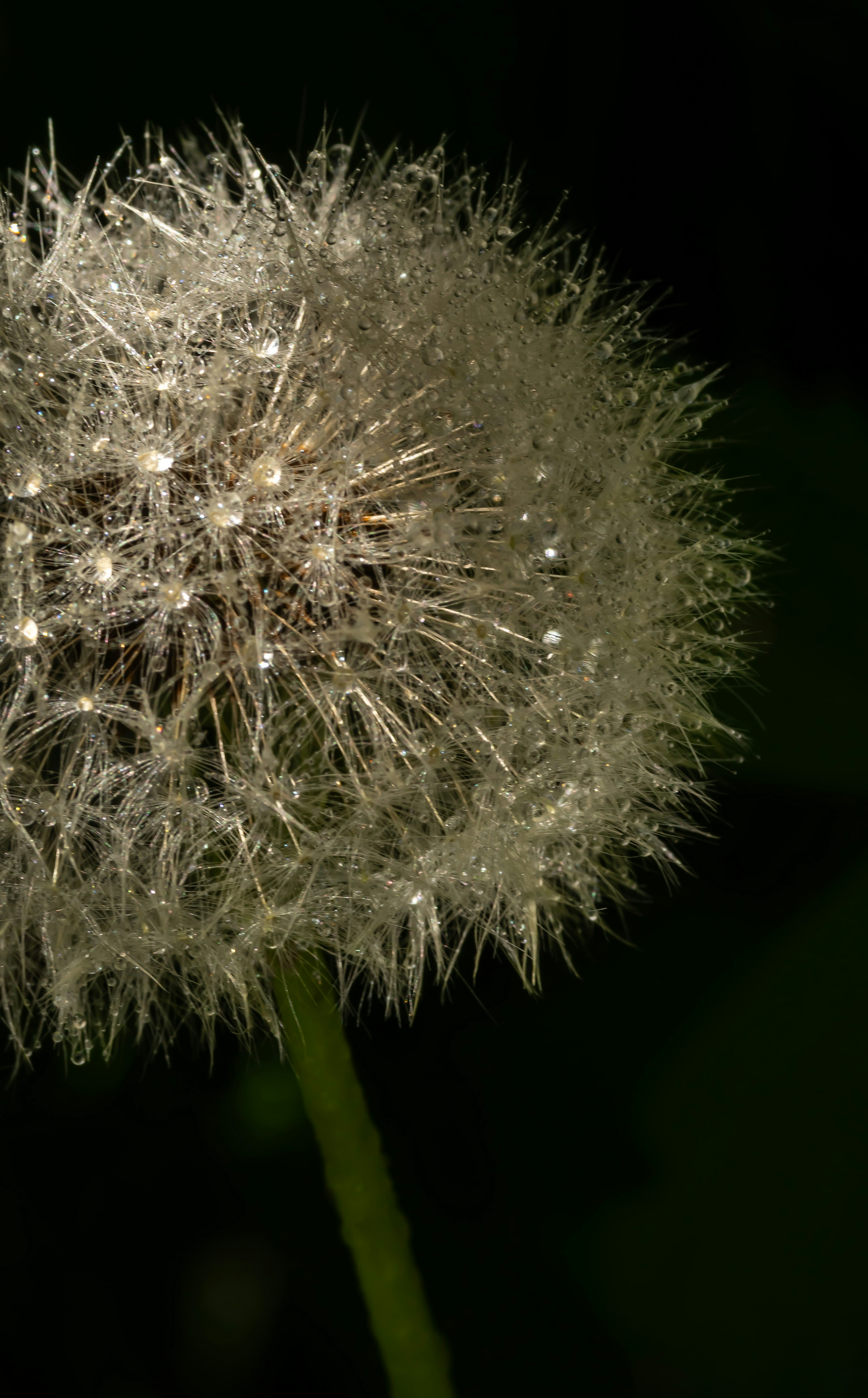 A dandelion seed head covered in water droplets.