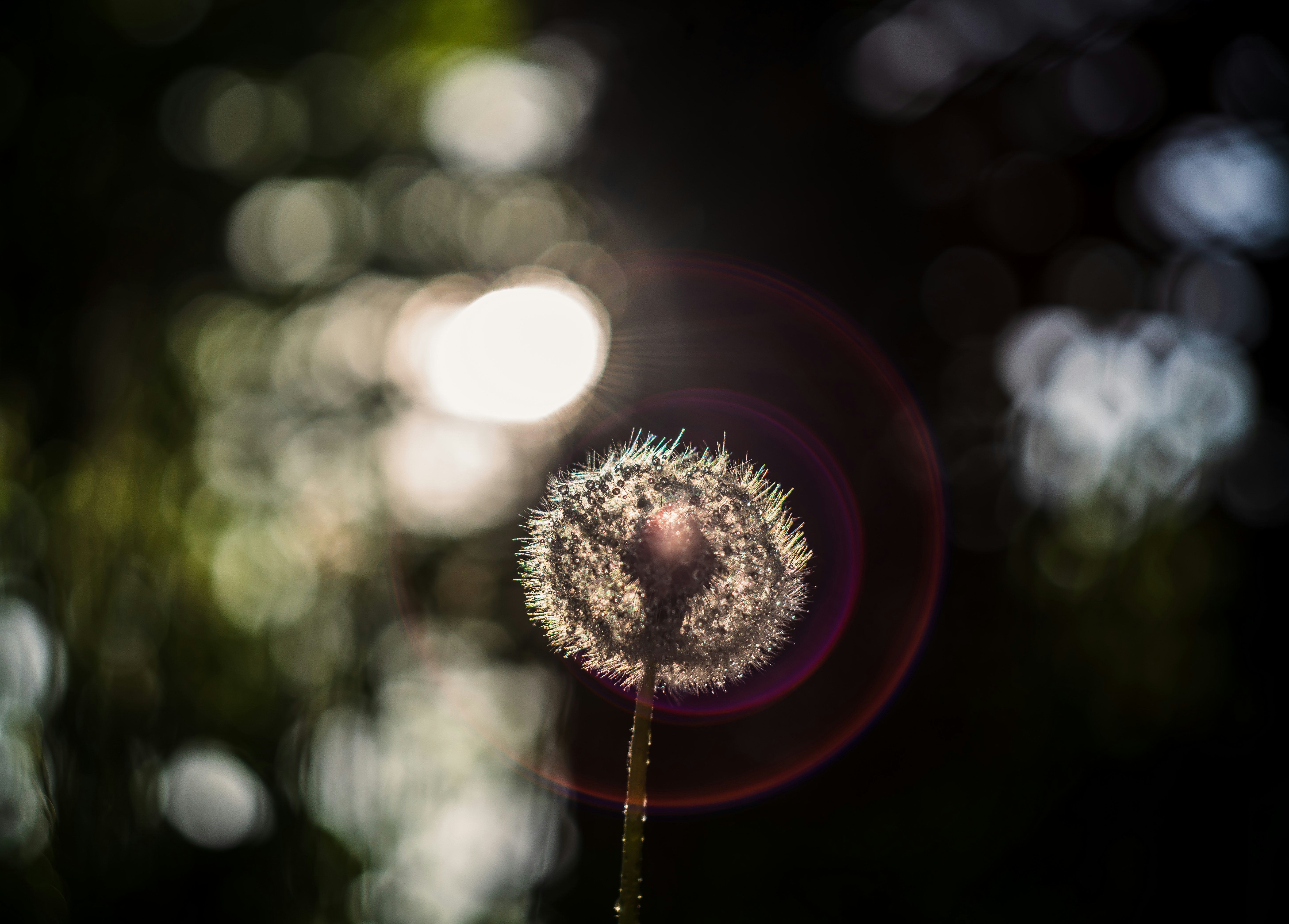 A dandelion seed head glows in the sunlight.