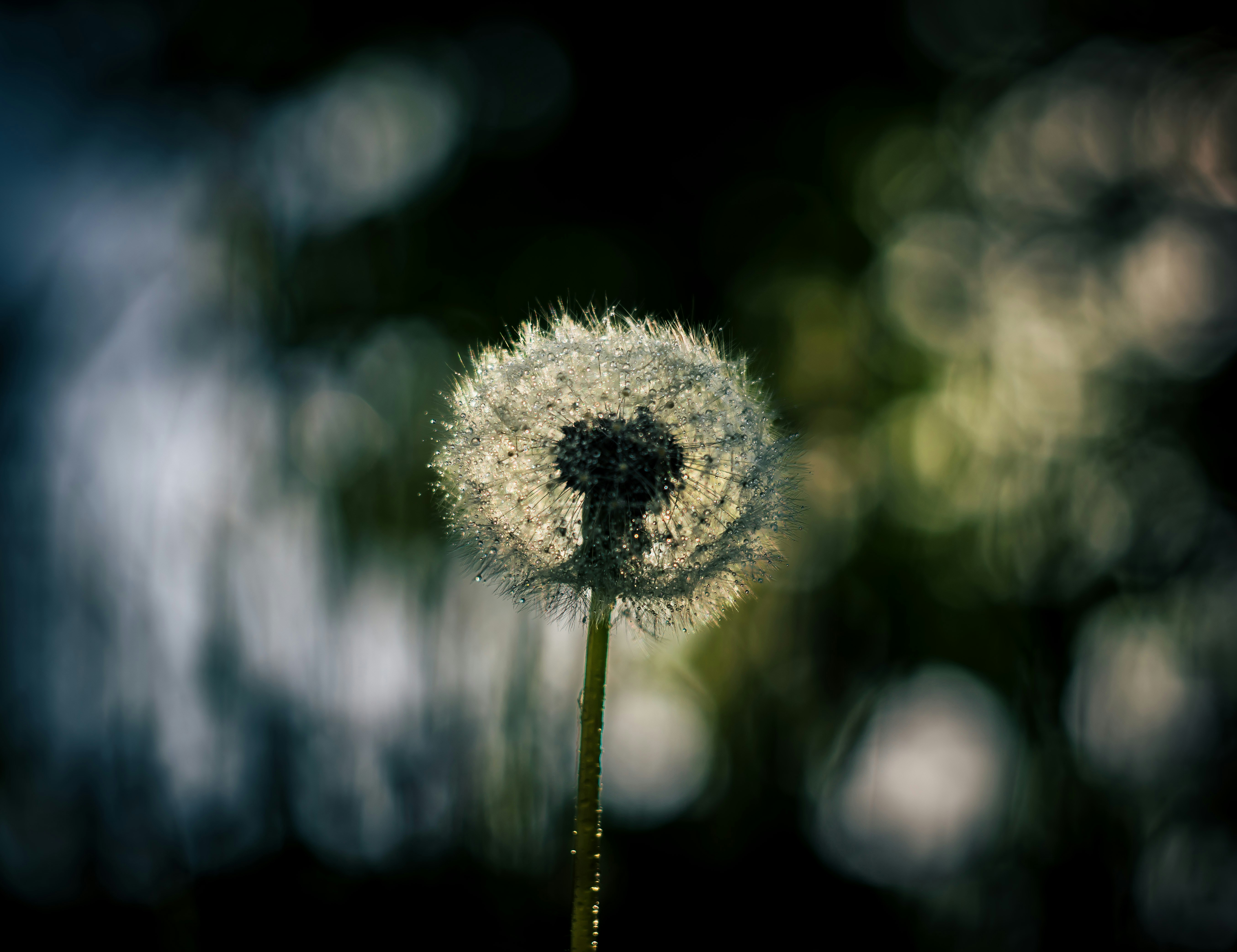 A close-up of a dandelion seed head with blurred background.