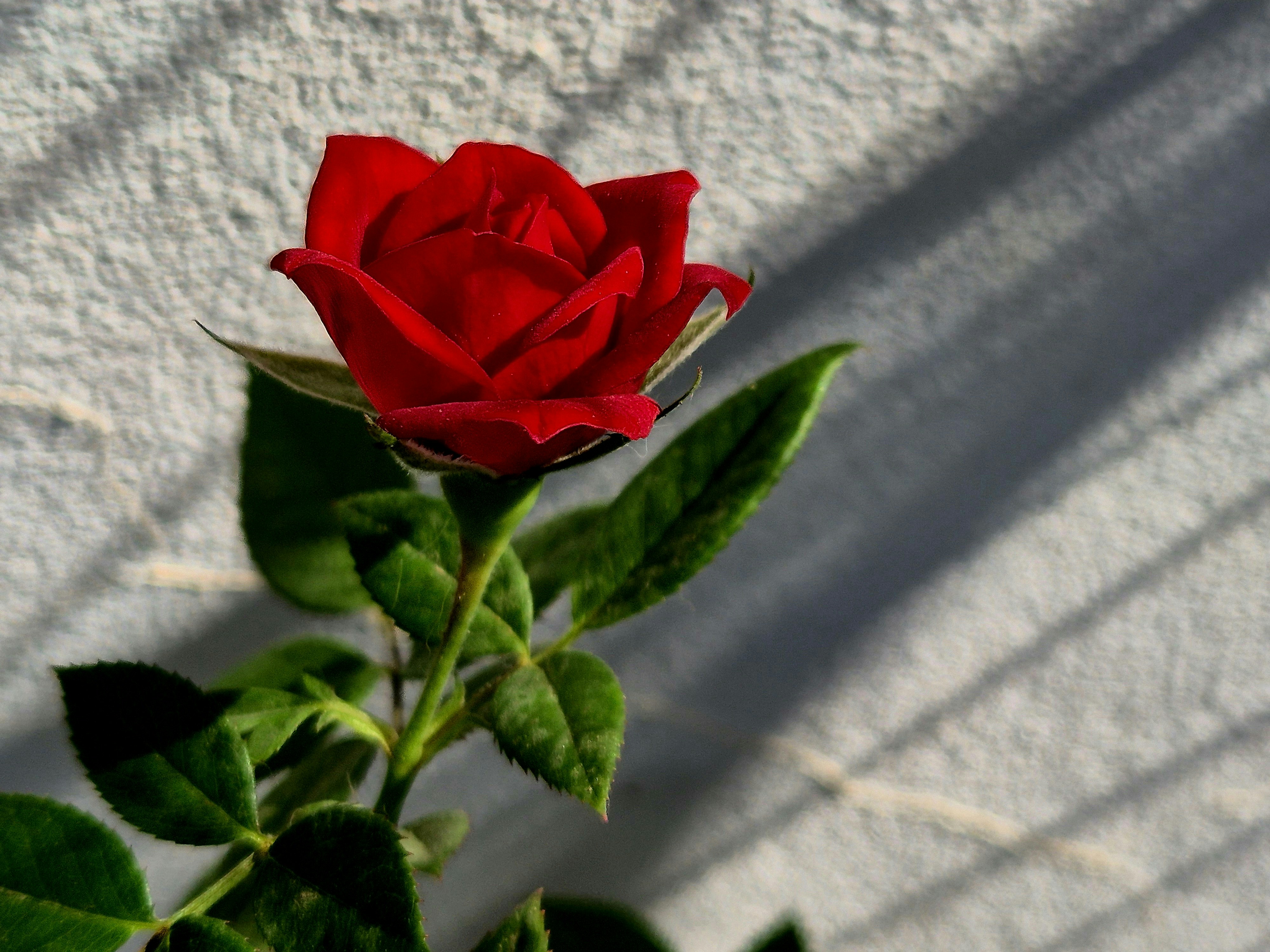 A single red rose with green leaves against a wall.