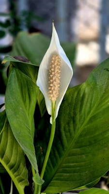Peace Lily