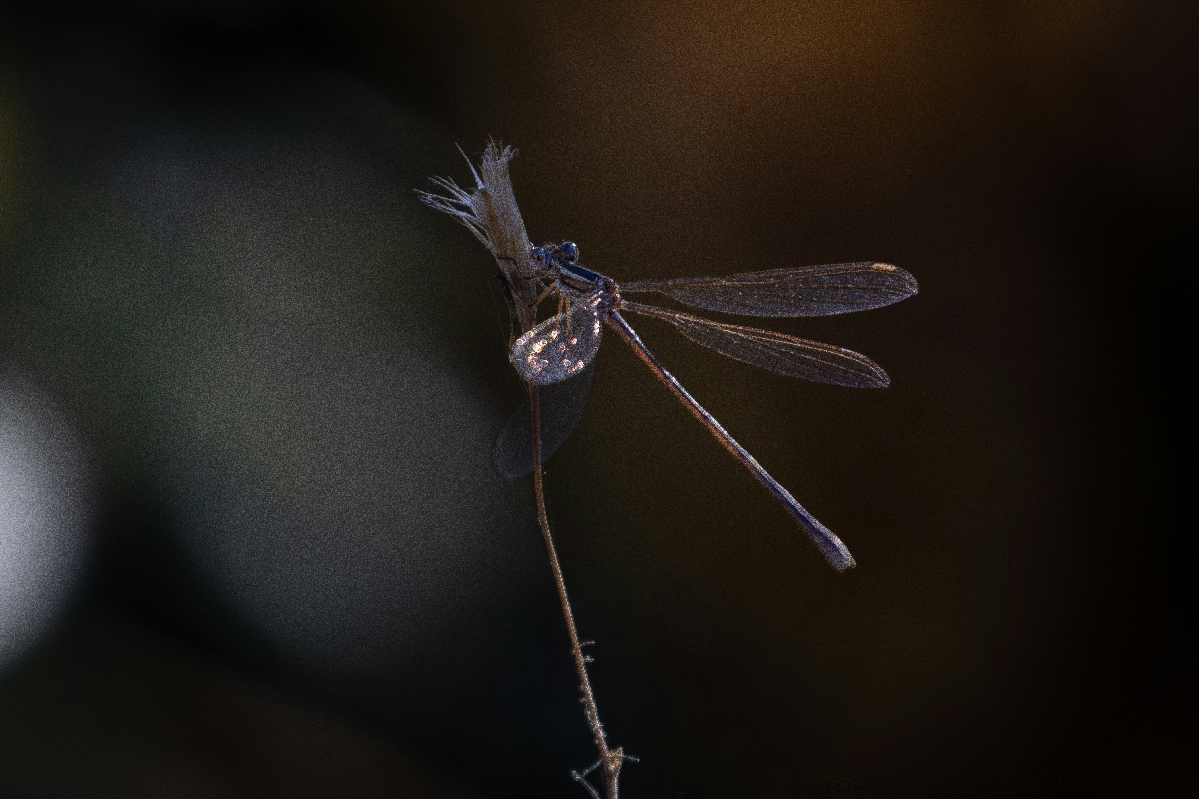 A delicate dragonfly perched on a dry stem