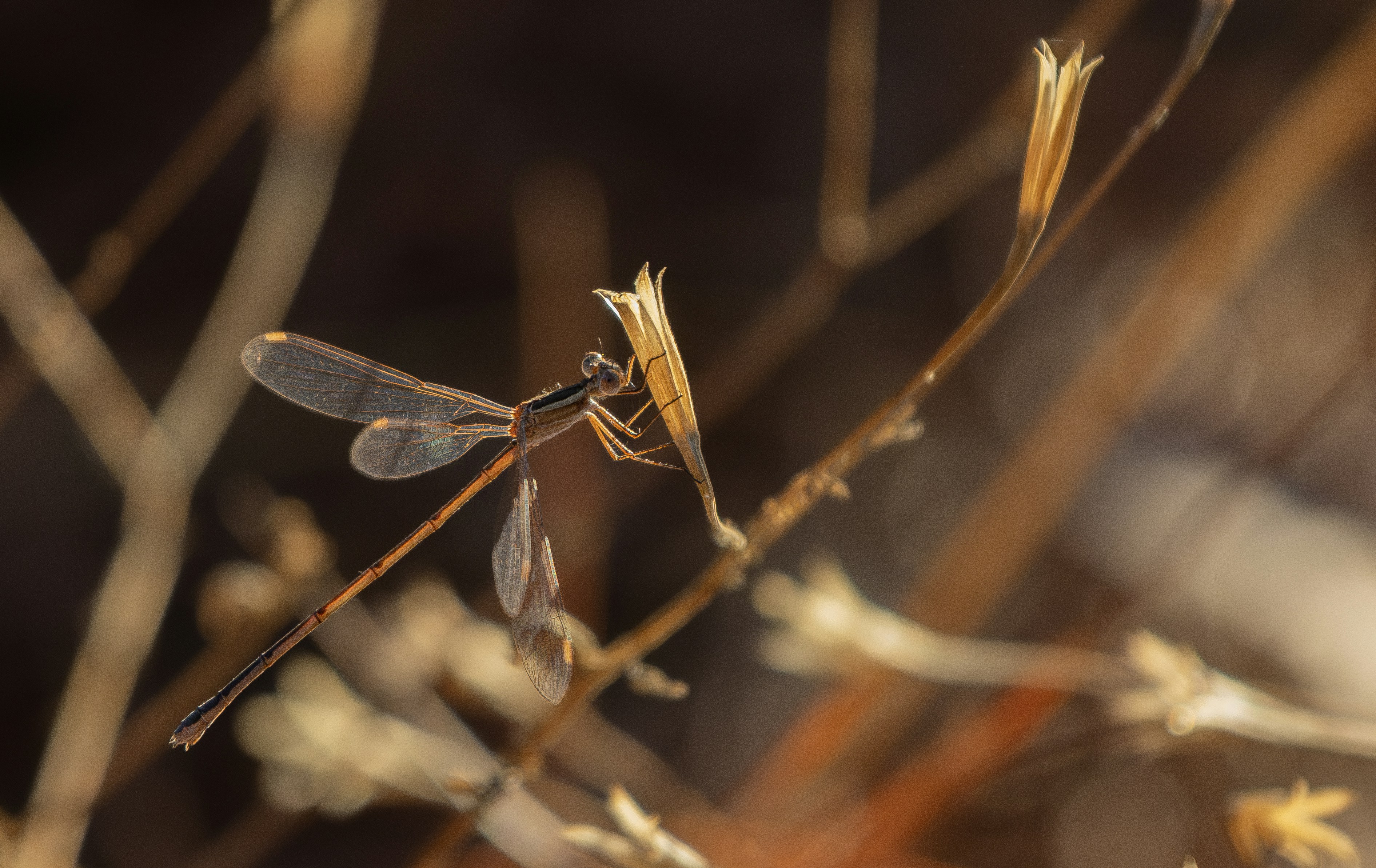 A delicate damselfly rests on a dry twig.