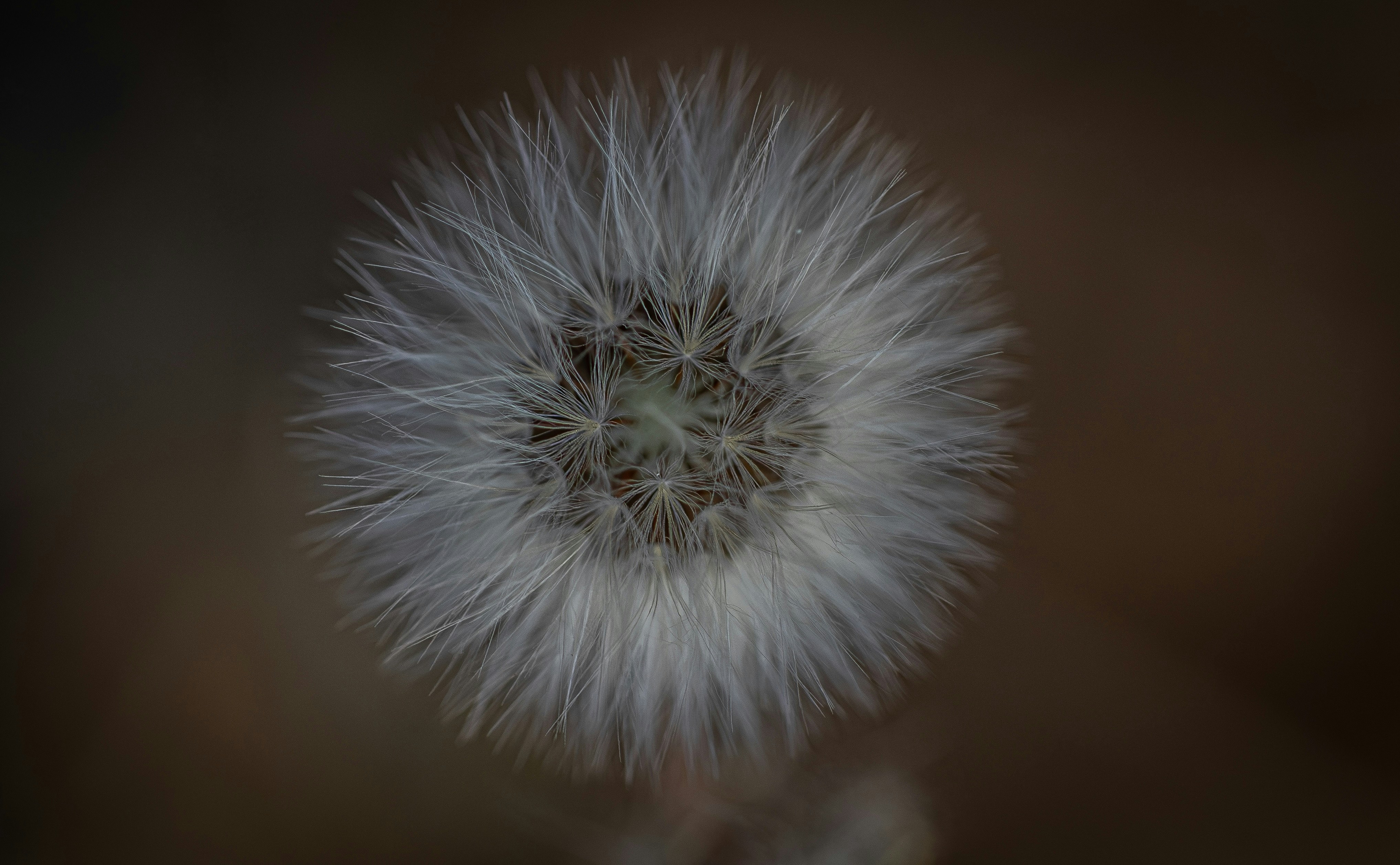 Close-up of a fluffy dandelion seed head