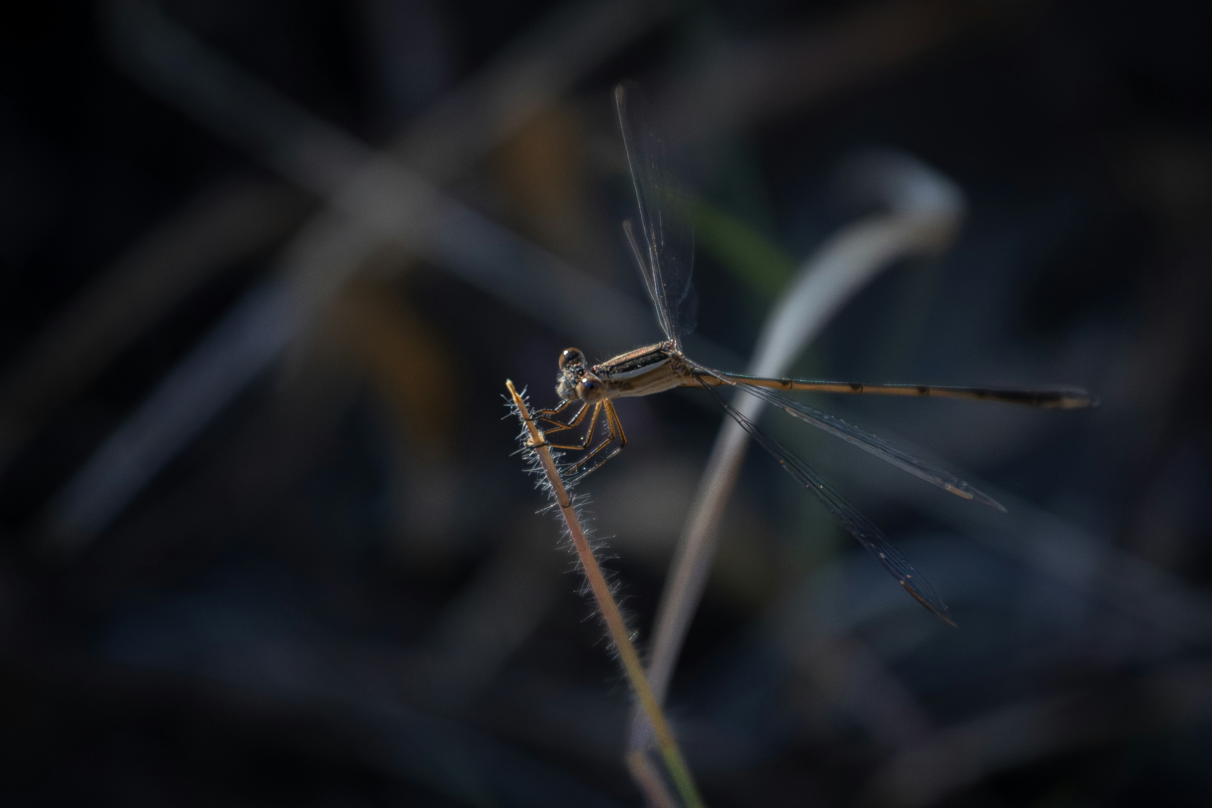 A delicate dragonfly rests on a dry blade of grass.