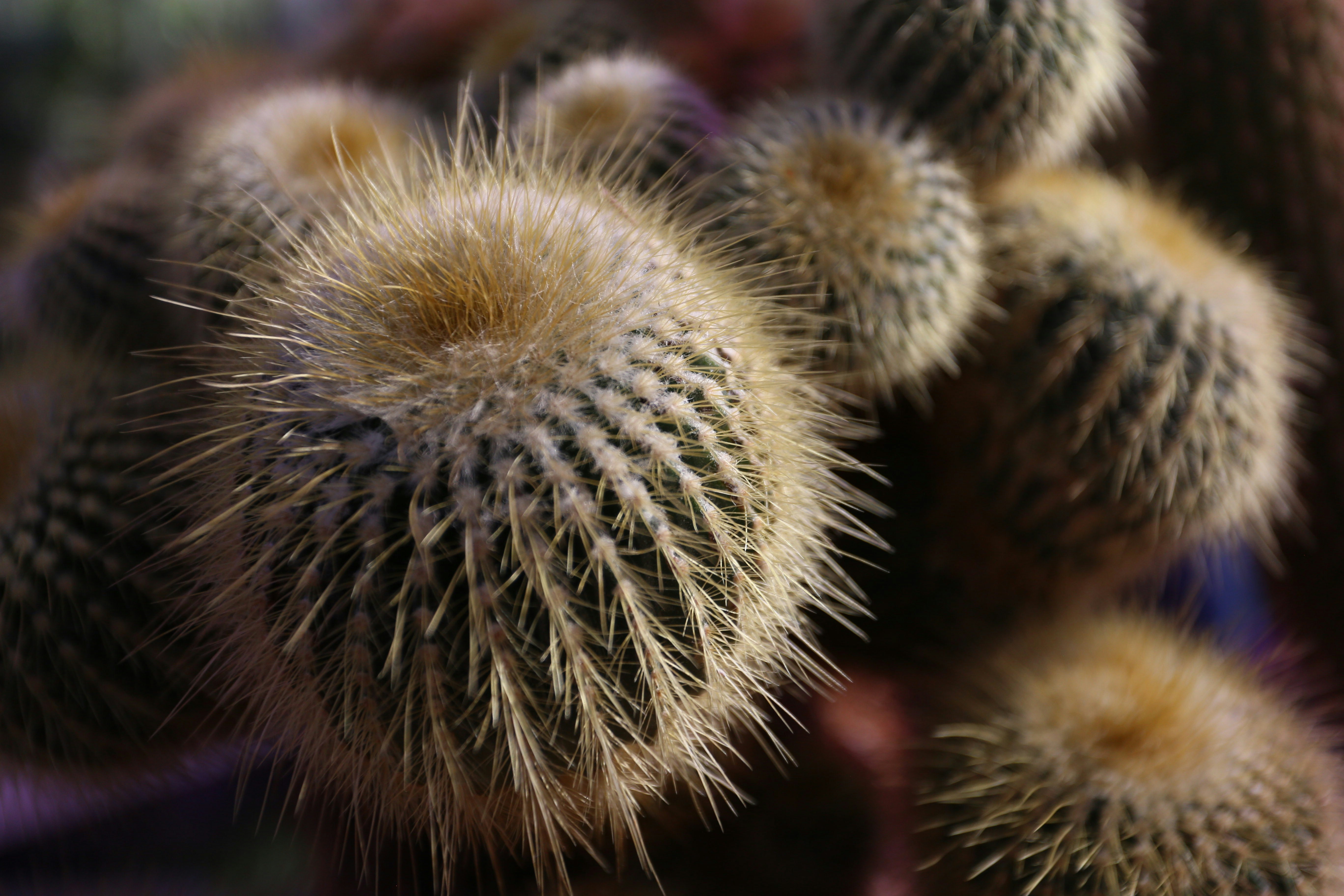 Photo by jhaverimehek