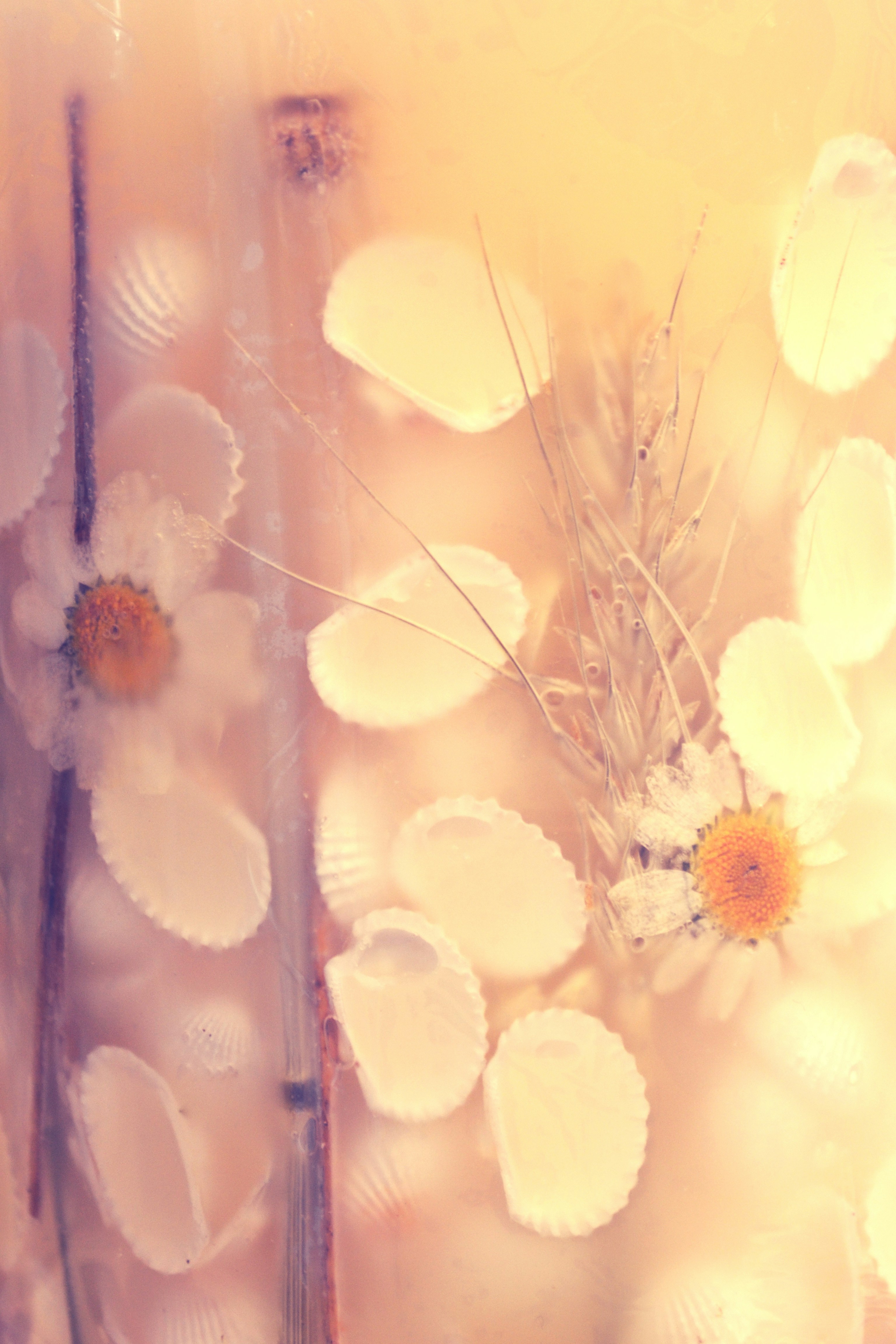 Seashells and daisies with soft, warm lighting