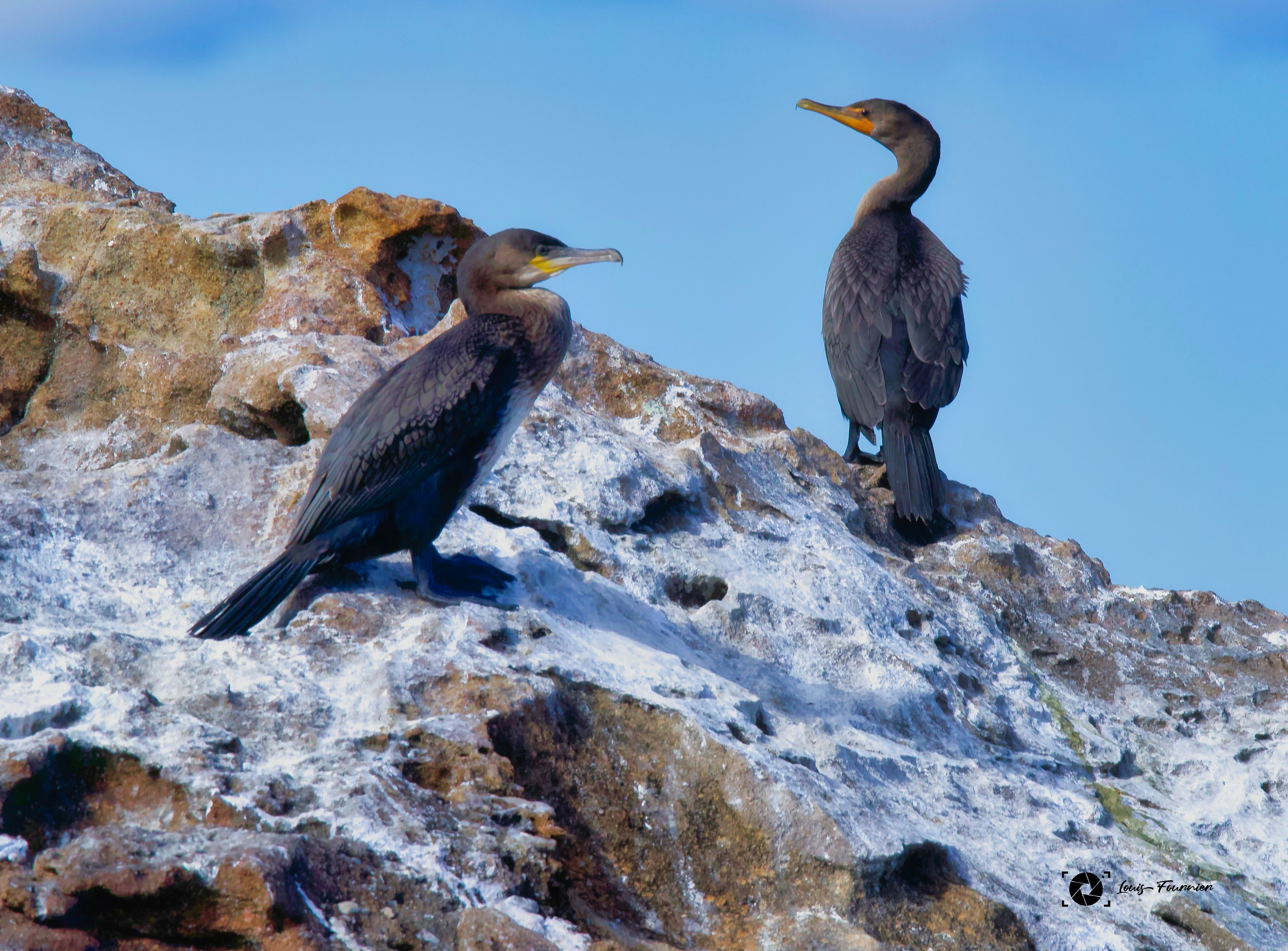 Two cormorants perched on a rocky shore