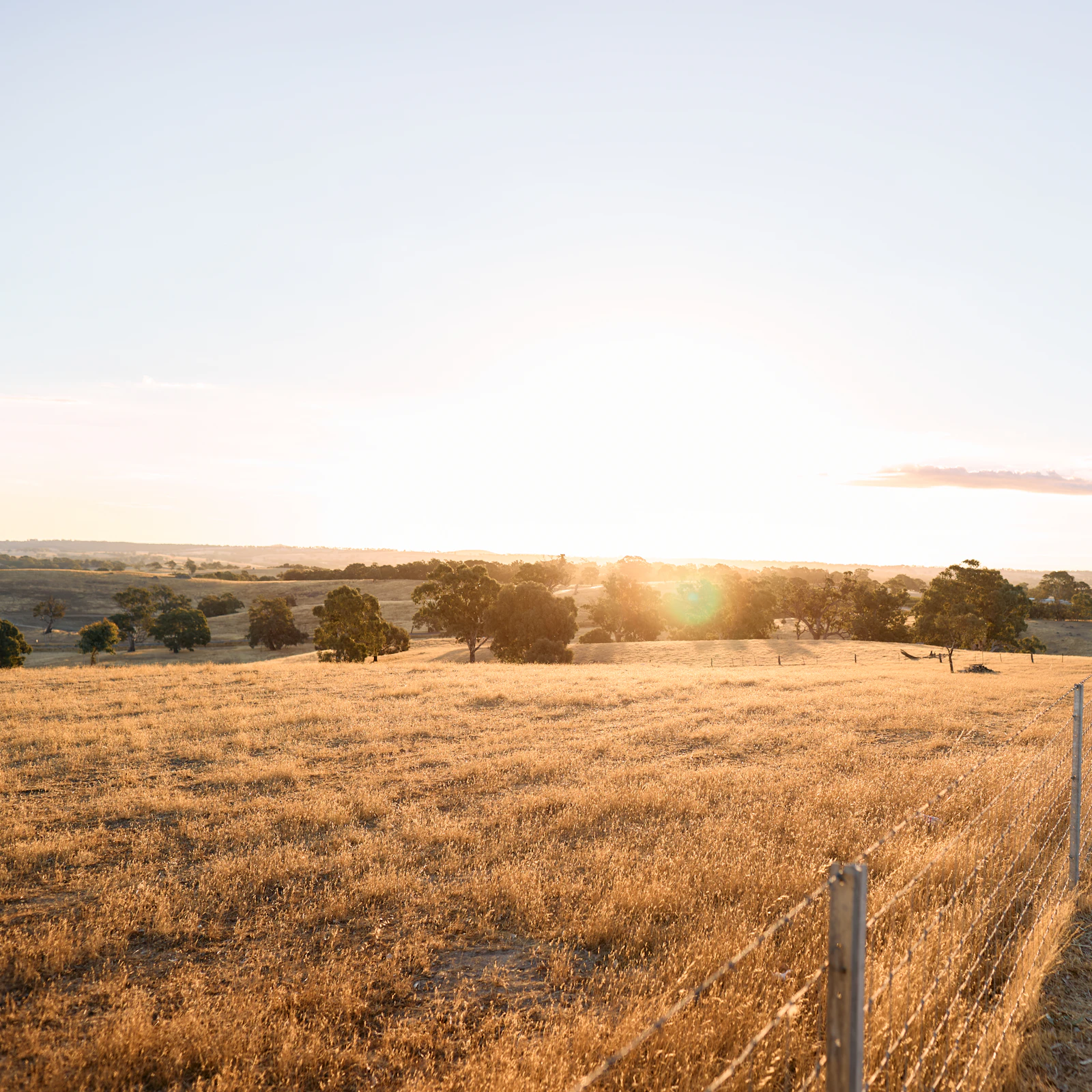 Australian pasture at golden hour — eucalyptus dotted across dry grassland with a fence in the foreground