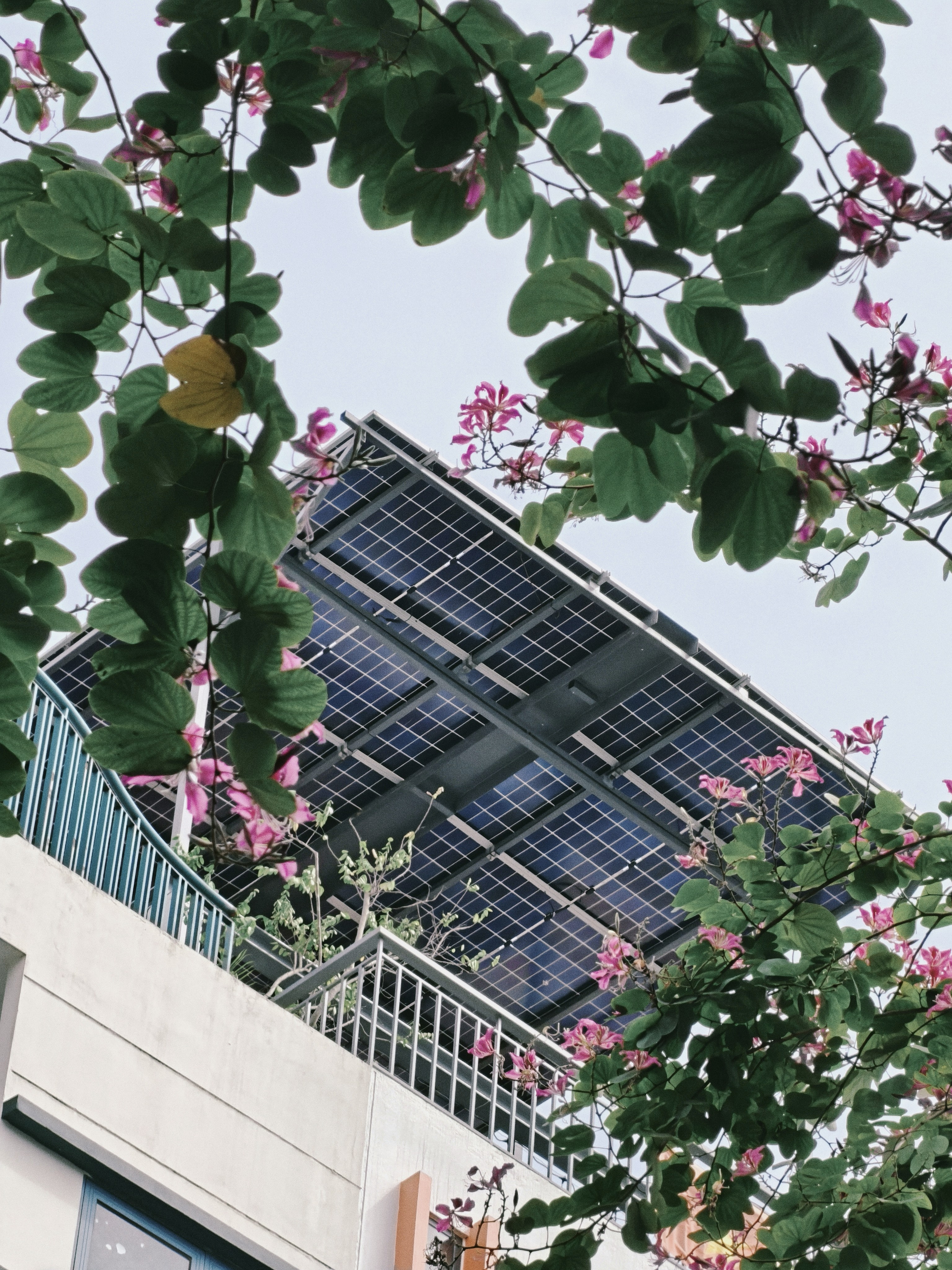 Solar panels on a rooftop surrounded by pink flowers.