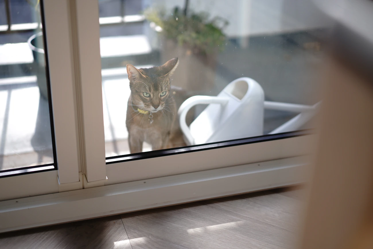 猫可賃貸の探し方の記事「ペット可と猫可の違い」のアイキャッチ画像