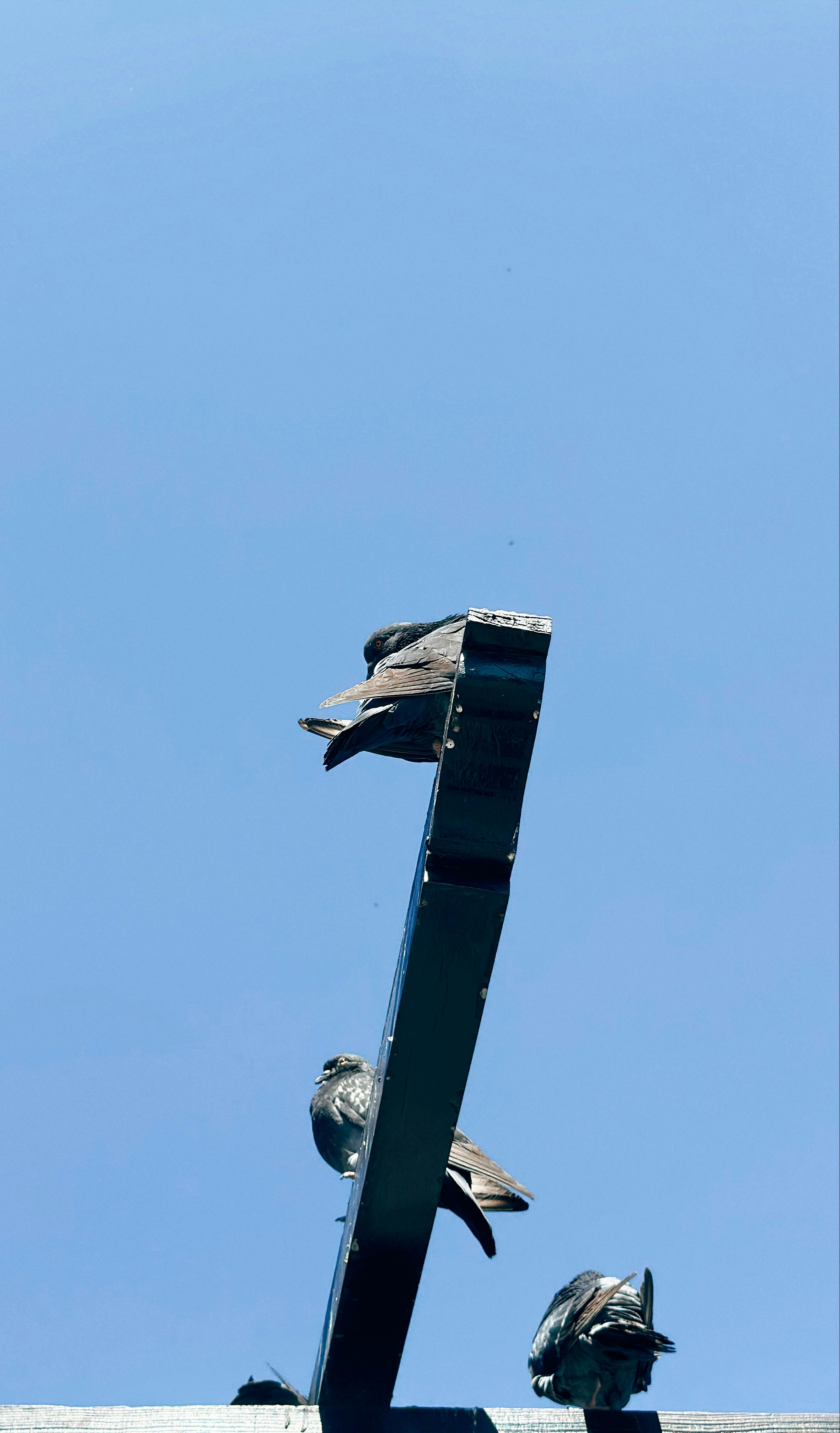 Three pigeons perched on a metal structure against blue sky