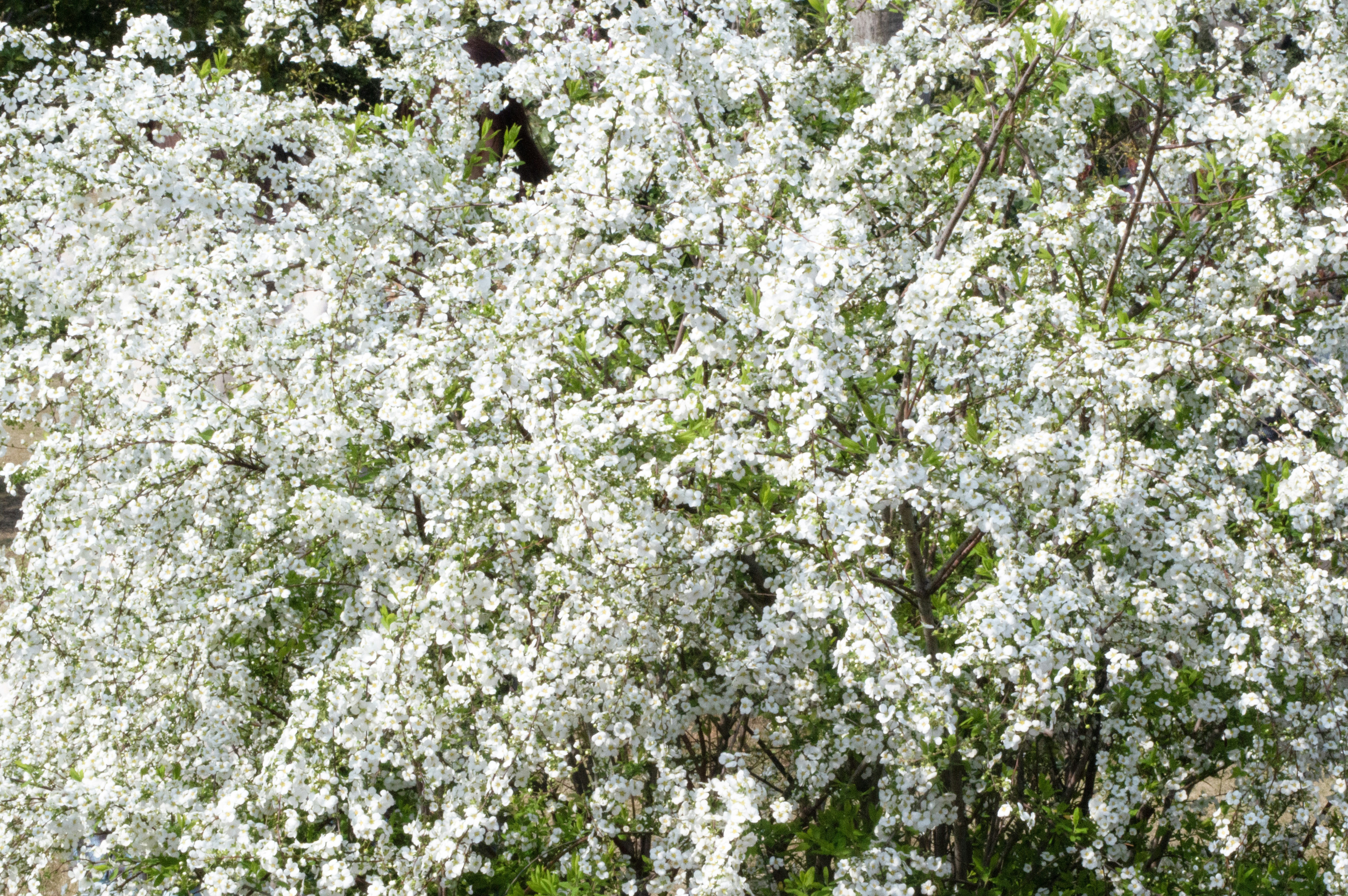 Photo by xiakuangkuang