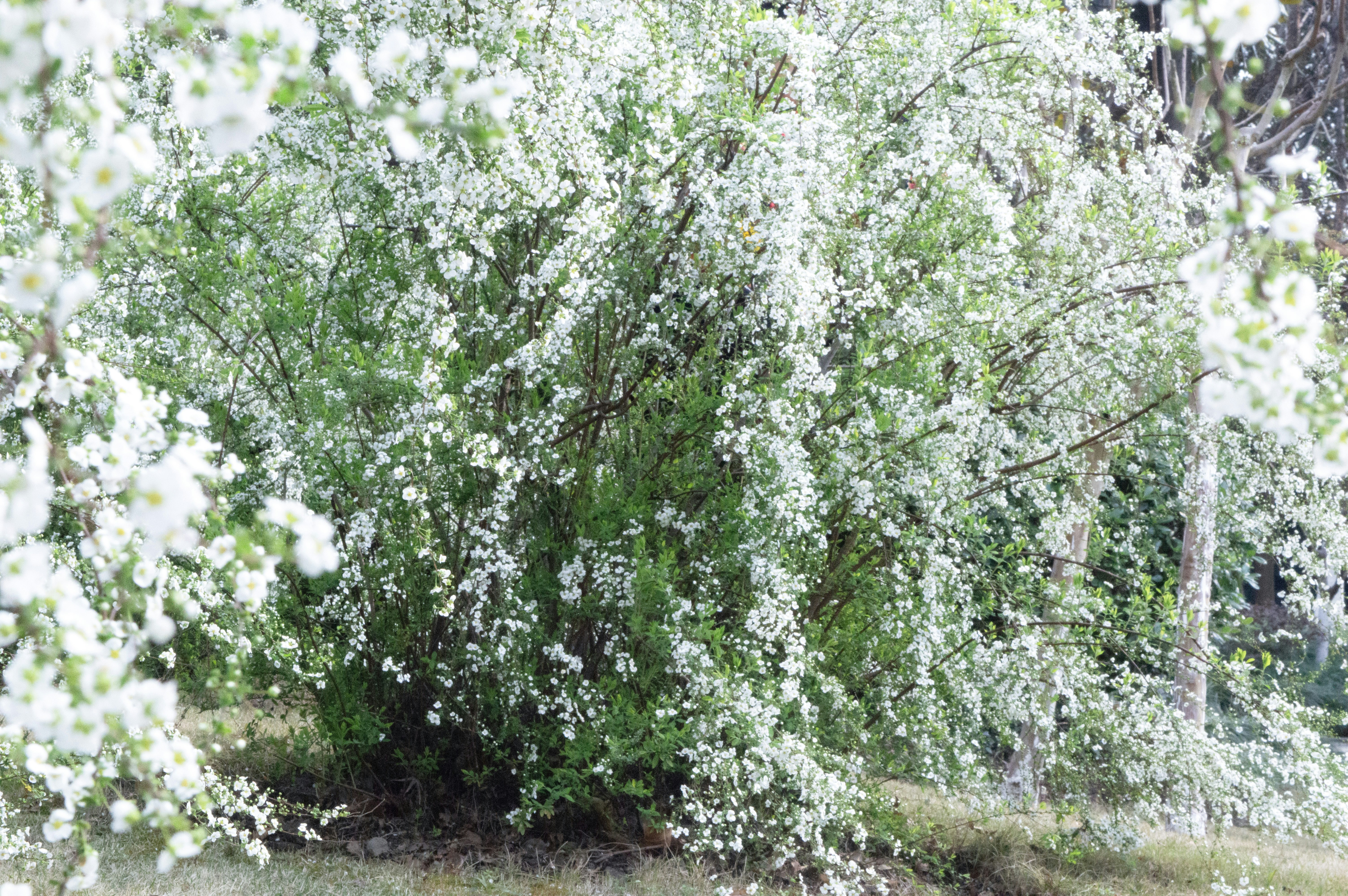 A bush covered in small white flowers