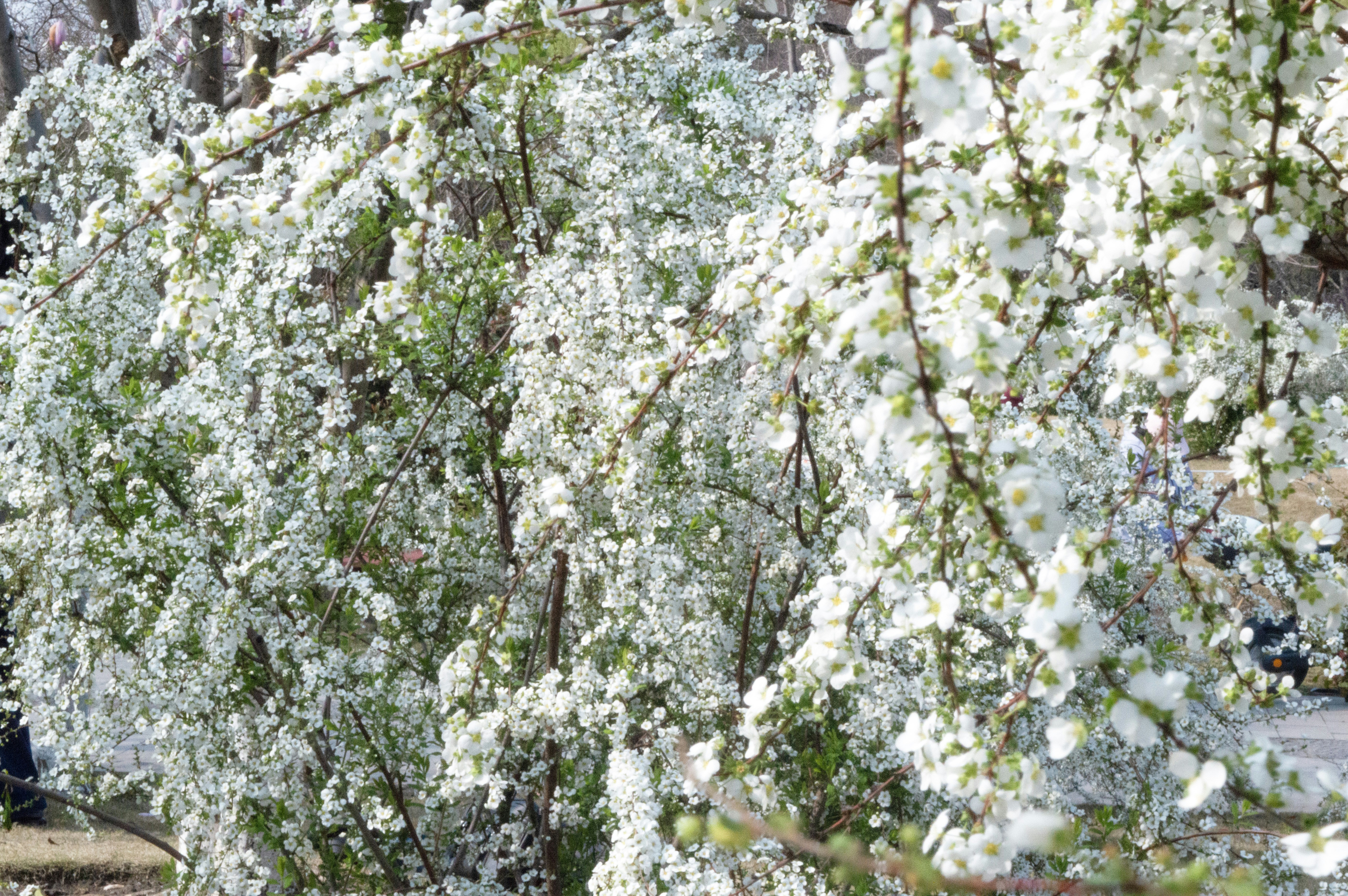 Photo by xiakuangkuang