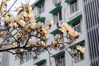 Magnolia blossoms in front of a white building.