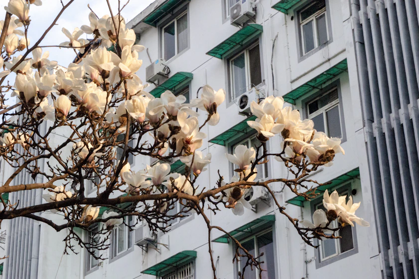 Magnolia blossoms in front of a white building.