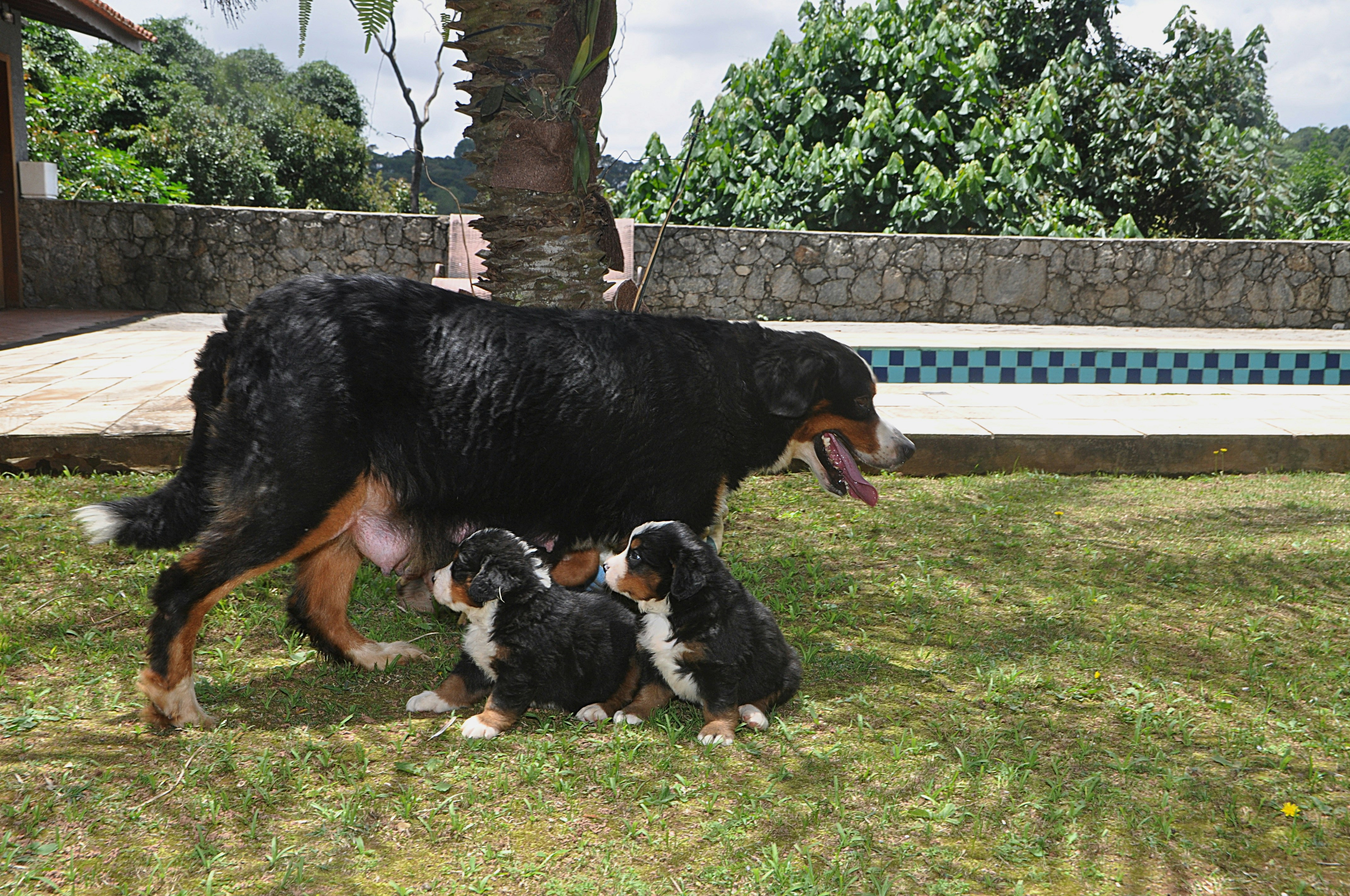 Bernese mountain dog mother with two puppies outdoors