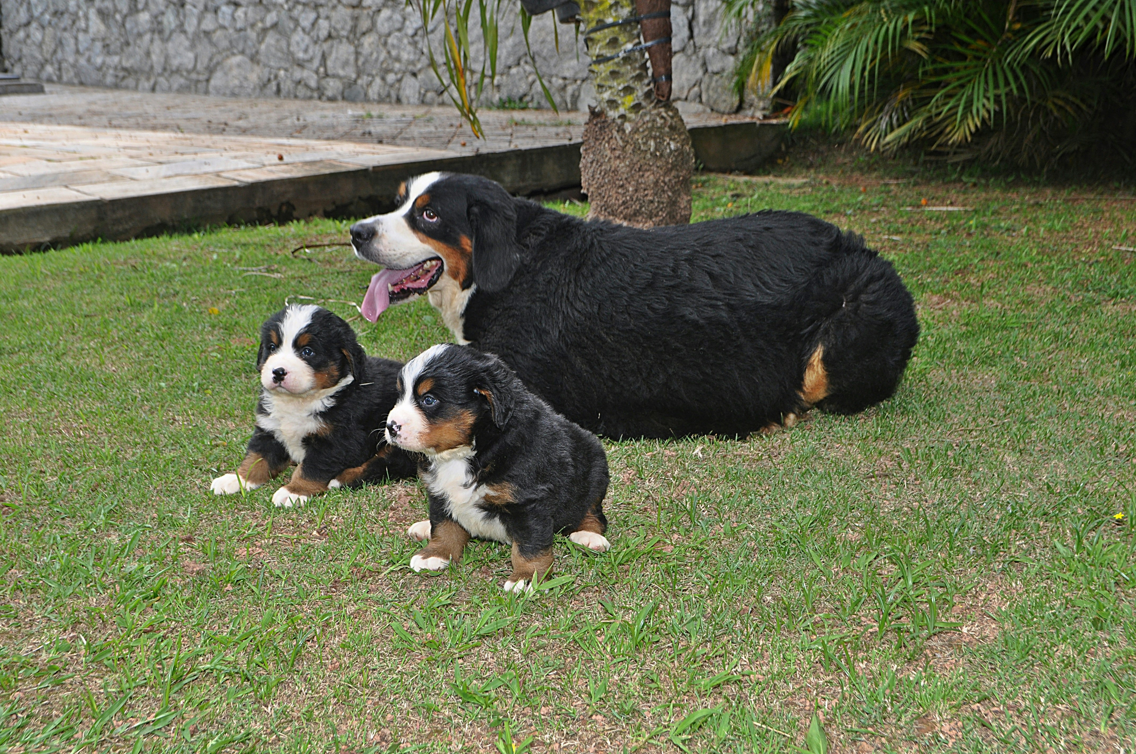 Petit chien ou grand chien : comment choisir ?