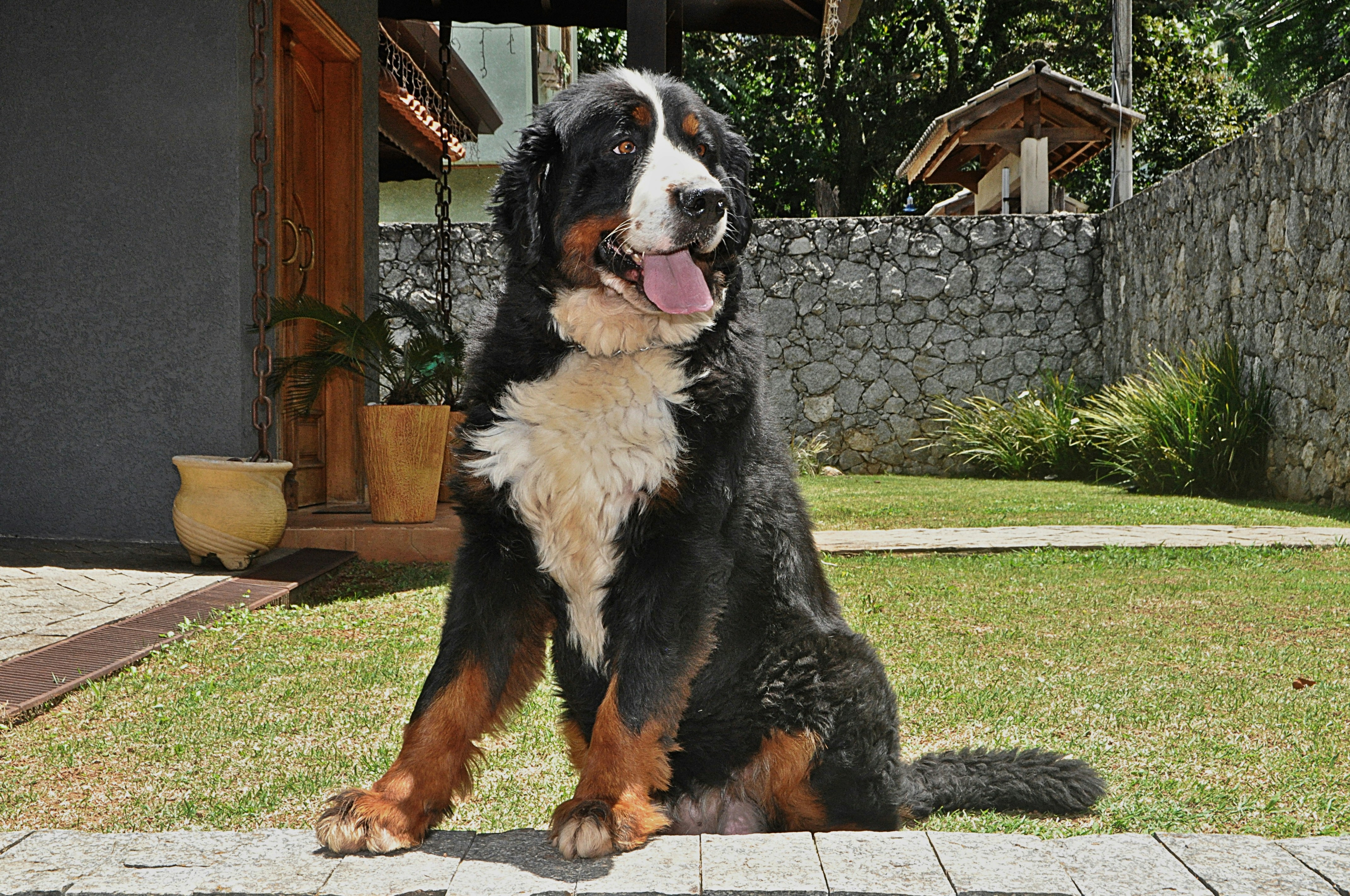 A large dog sitting happily in a spacious dog park - apartments that take big dogs