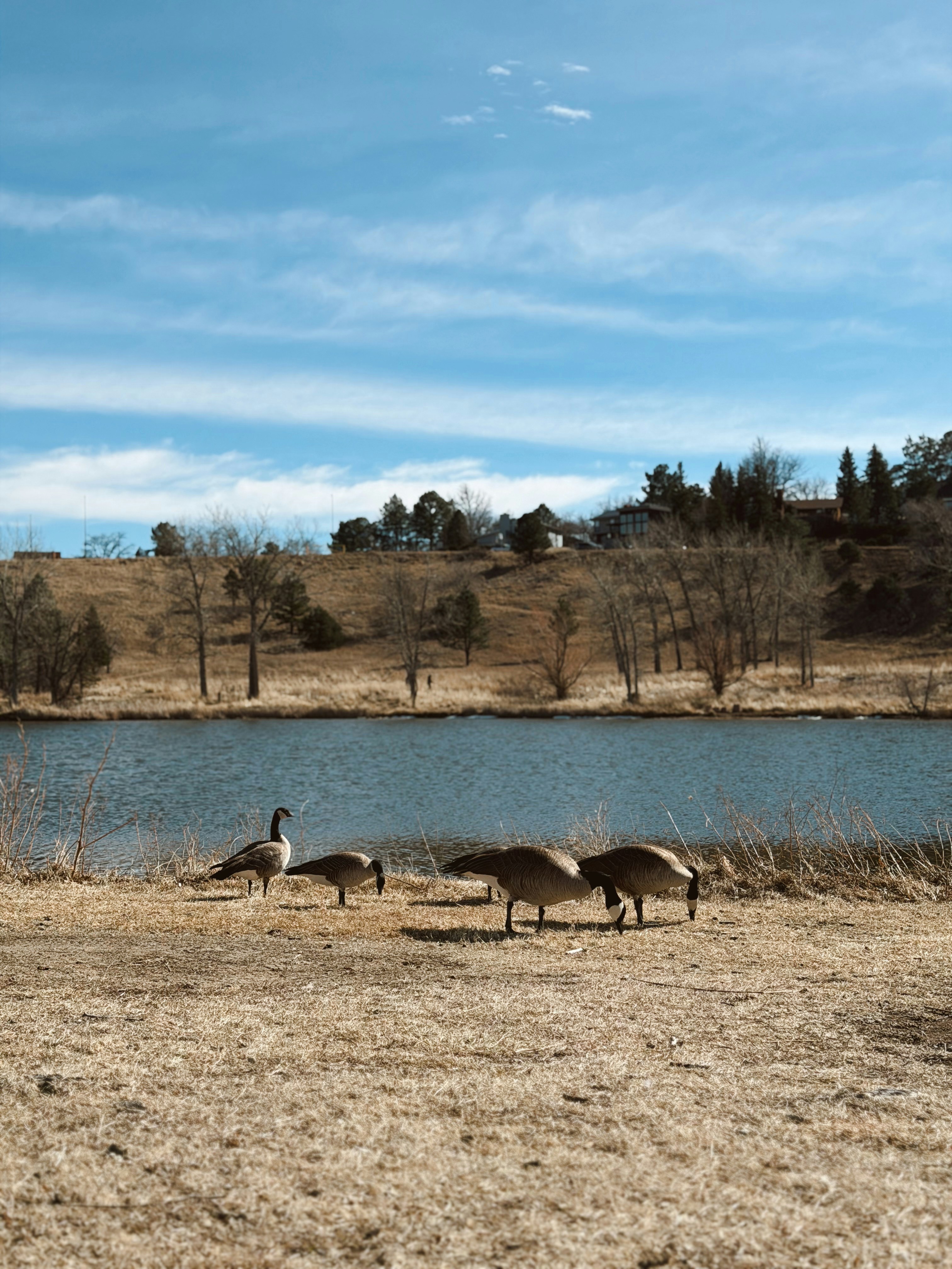 Gansos parados à beira de um lago calmo sob um céu azul.