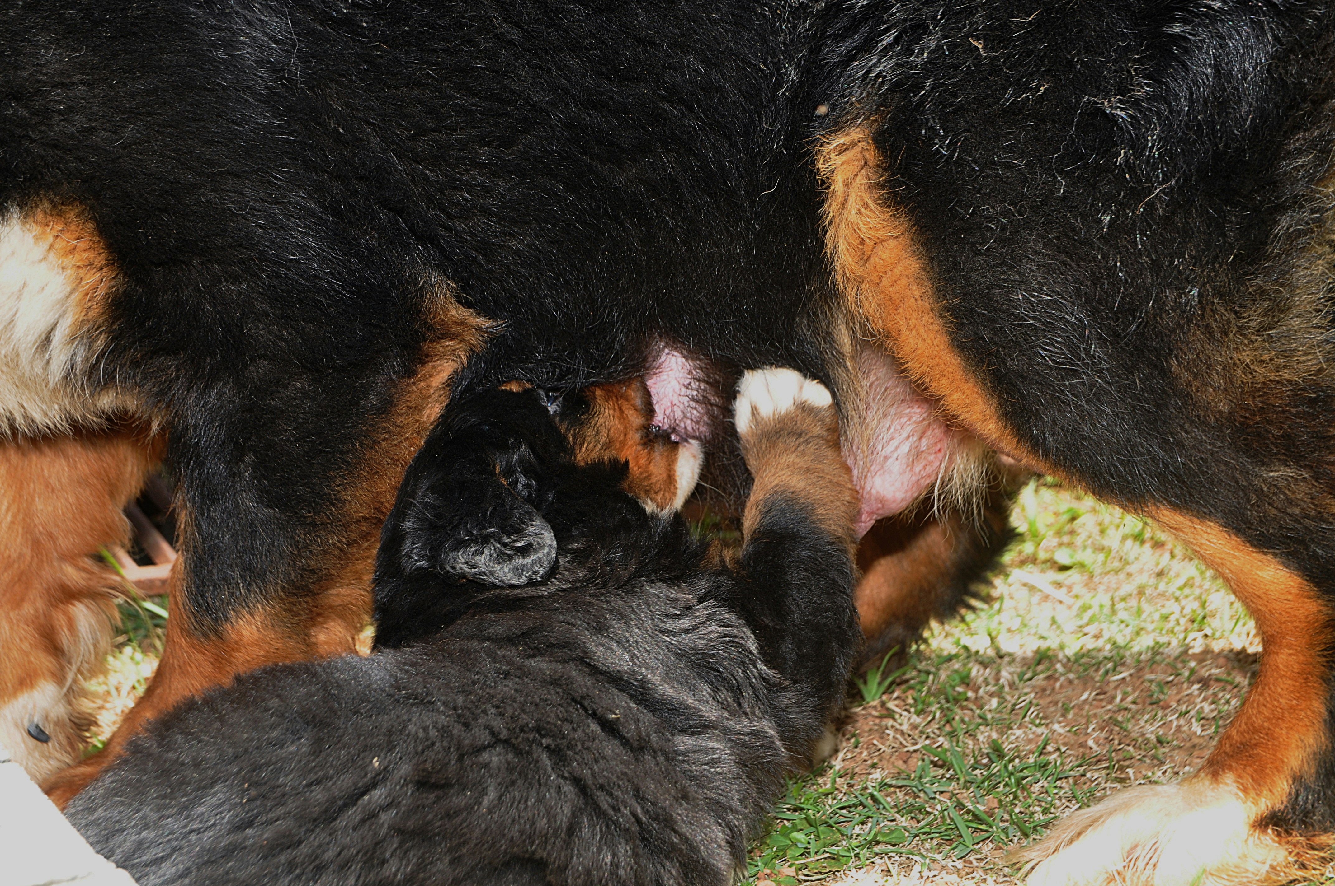 Mother dog nursing her puppies outdoors