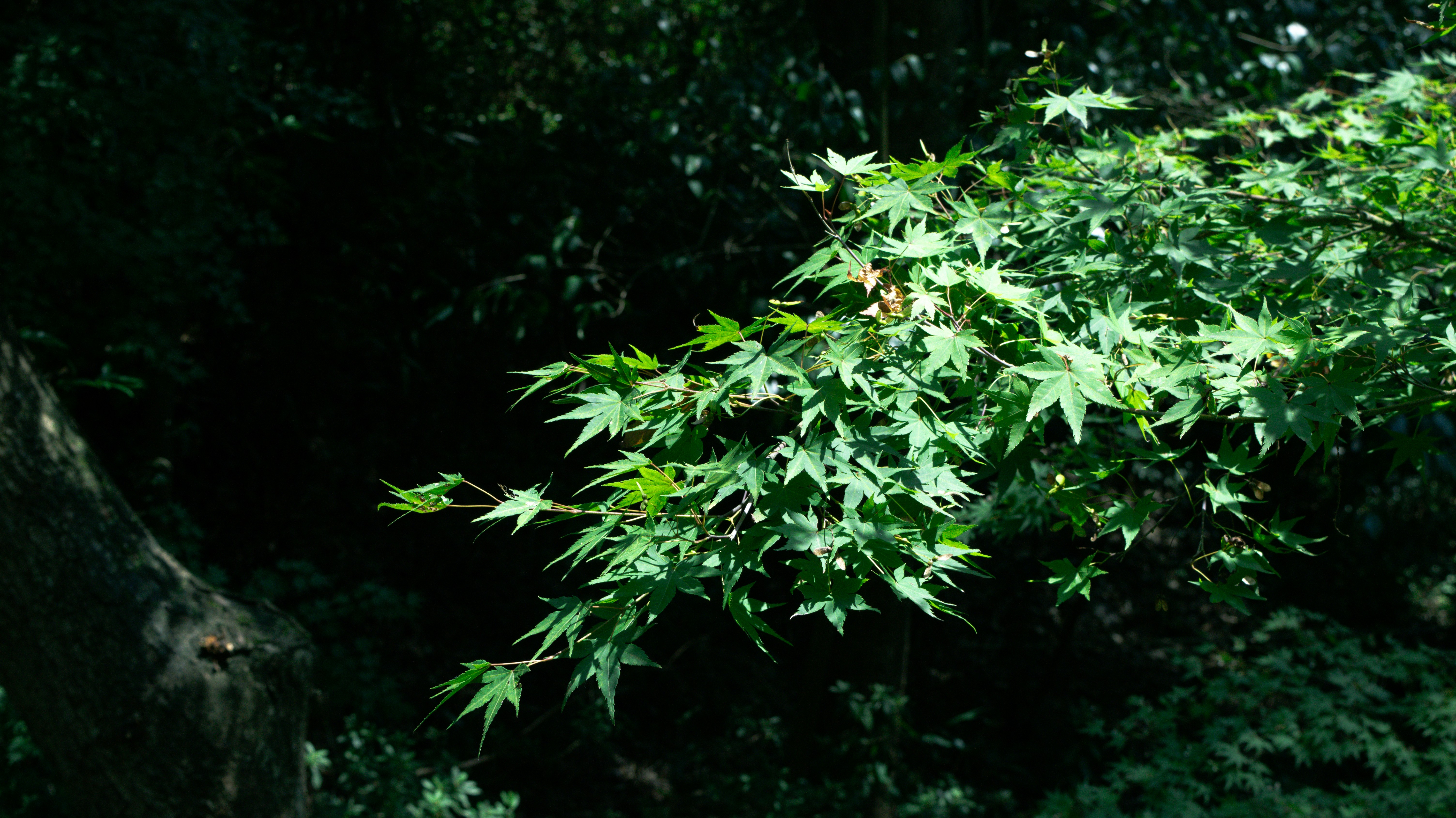 Photo by xiakuangkuang