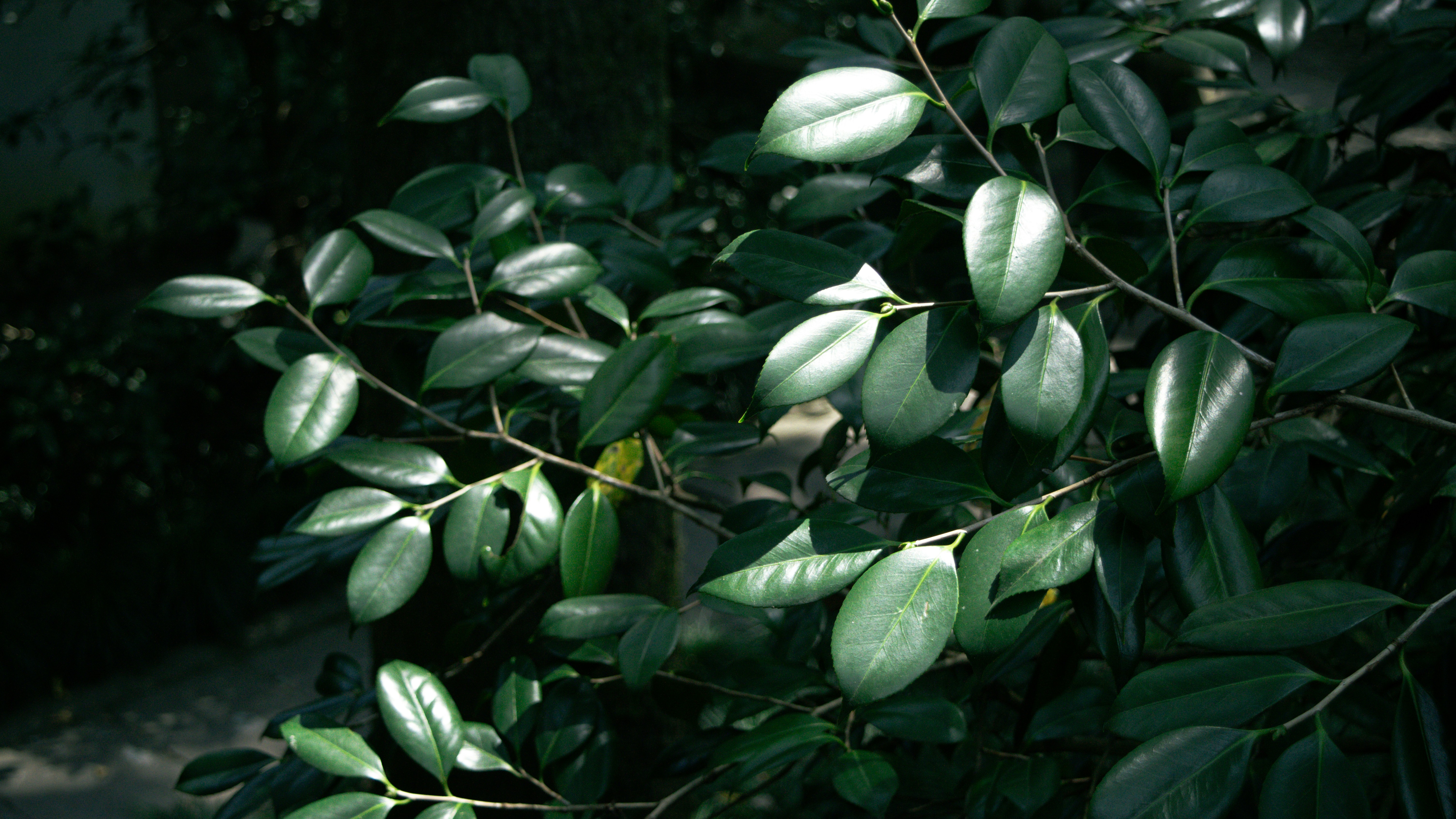 Photo by xiakuangkuang