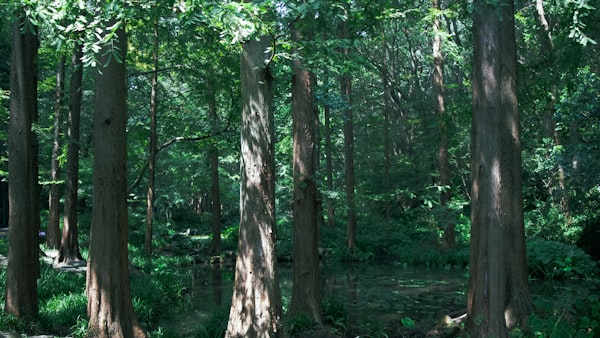 Sonnenlicht in einem grünen Wald